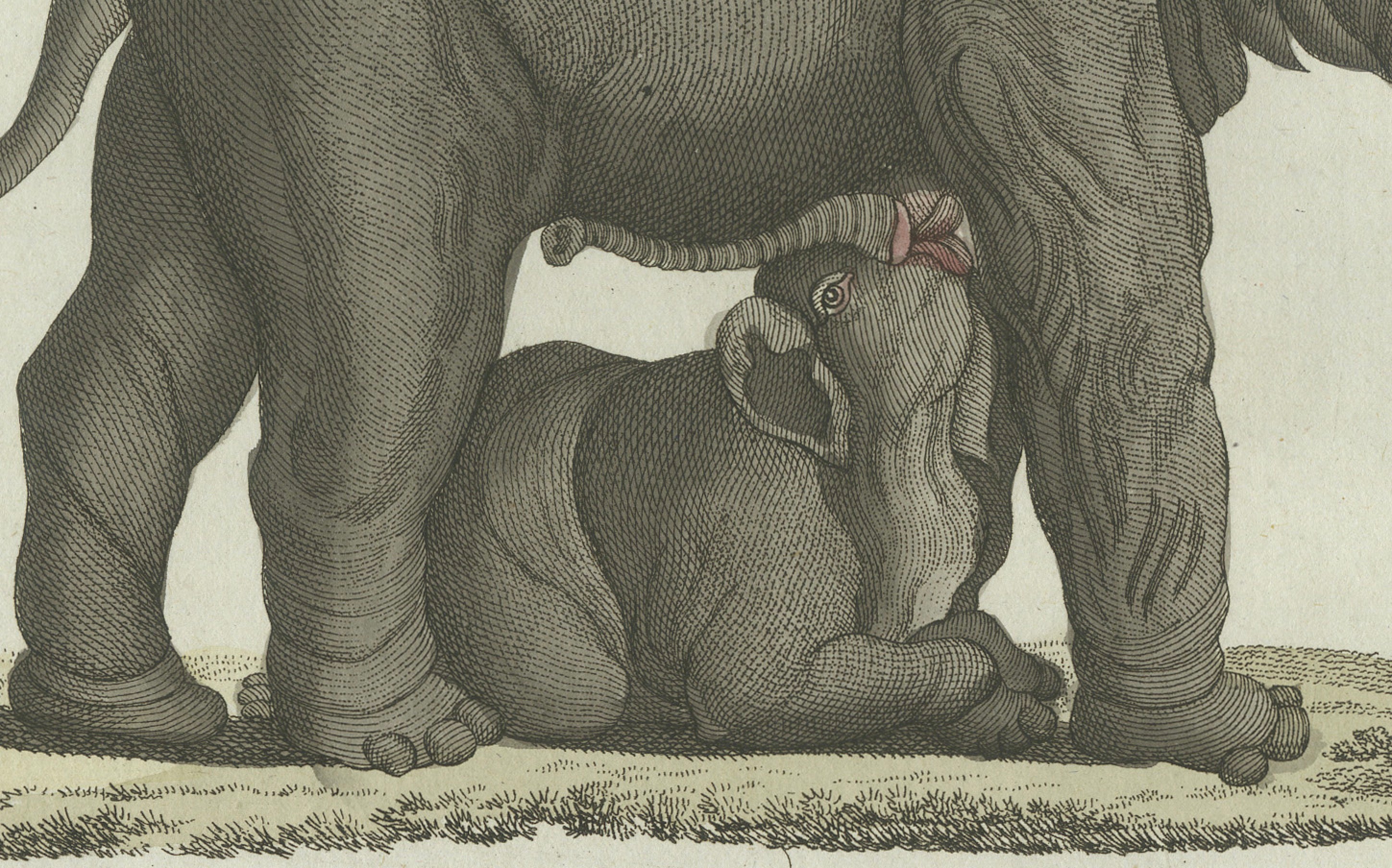 Original Antique Print of Elephant and Mysterious Sukotyro by Bertuch, c. 1800
