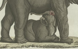 Original Antique Print of Elephant and Mysterious Sukotyro by Bertuch, c. 1800, view 7