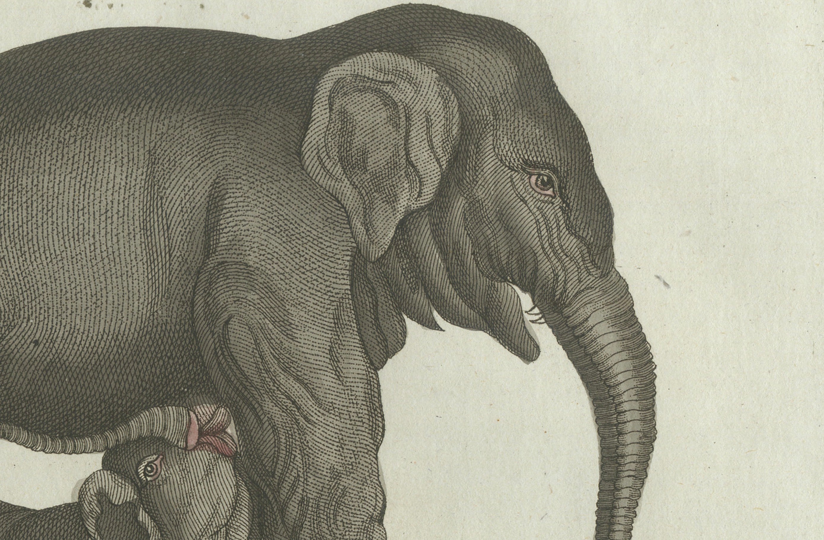 Original Antique Print of Elephant and Mysterious Sukotyro by Bertuch, c. 1800