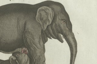 Original Antique Print of Elephant and Mysterious Sukotyro by Bertuch, c. 1800, view 4