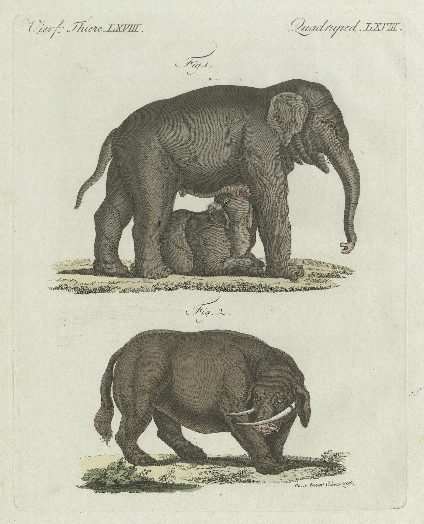 Original Antique Print of Elephant and Mysterious Sukotyro by Bertuch, c. 1800