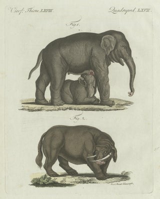 Original Antique Print of Elephant and Mysterious Sukotyro by Bertuch, c. 1800, view 3