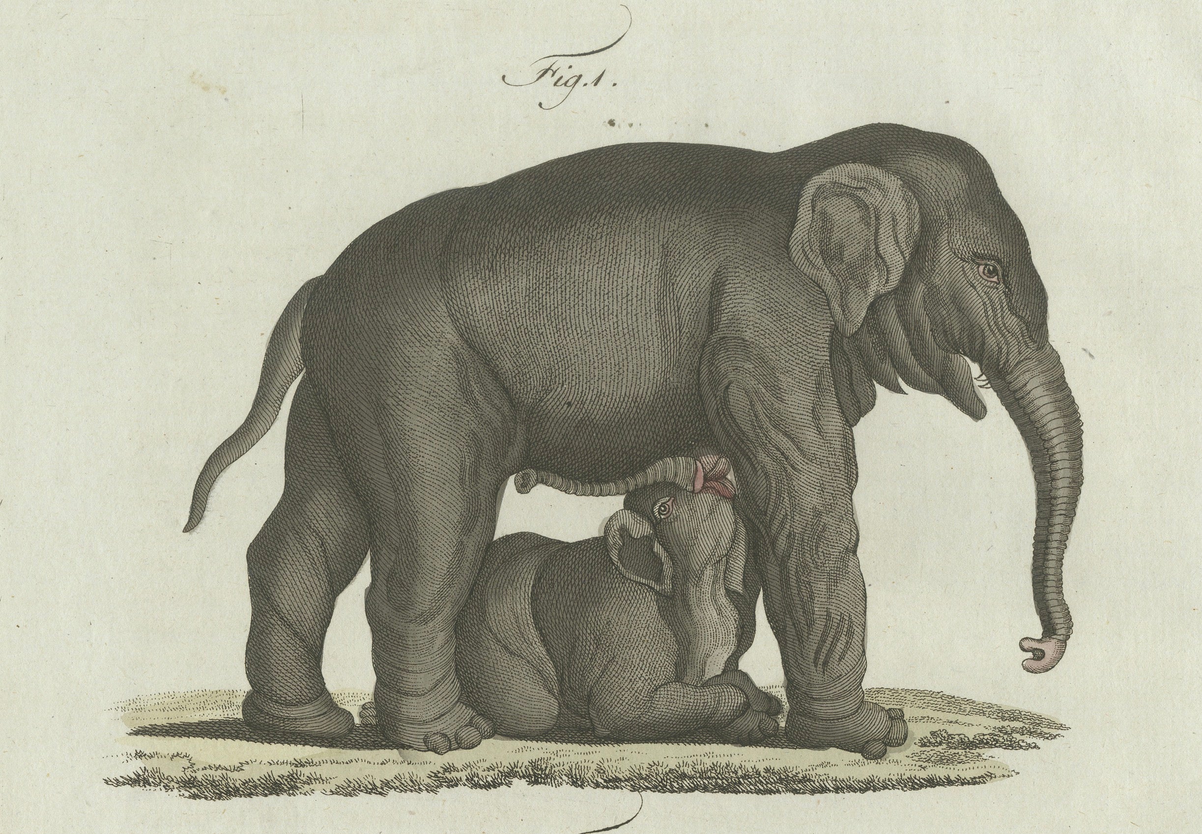Original Antique Print of Elephant and Mysterious Sukotyro by Bertuch, c. 1800