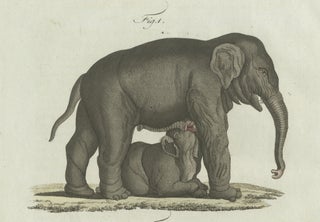 Original Antique Print of Elephant and Mysterious Sukotyro by Bertuch, c. 1800, view 6