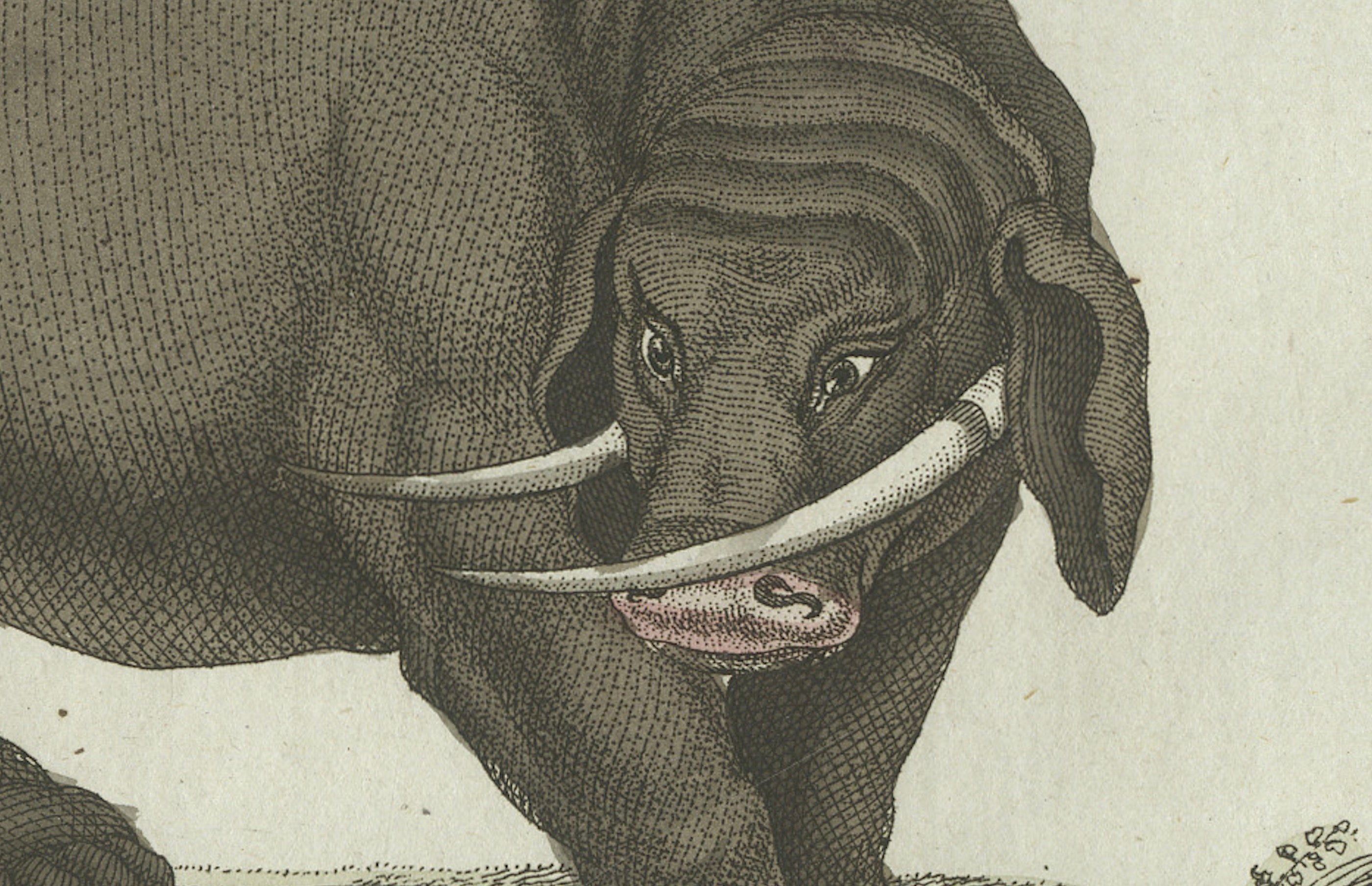 Original Antique Print of Elephant and Mysterious Sukotyro by Bertuch, c. 1800