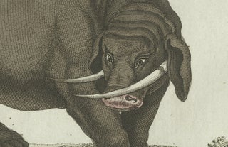 Original Antique Print of Elephant and Mysterious Sukotyro by Bertuch, c. 1800, view 8