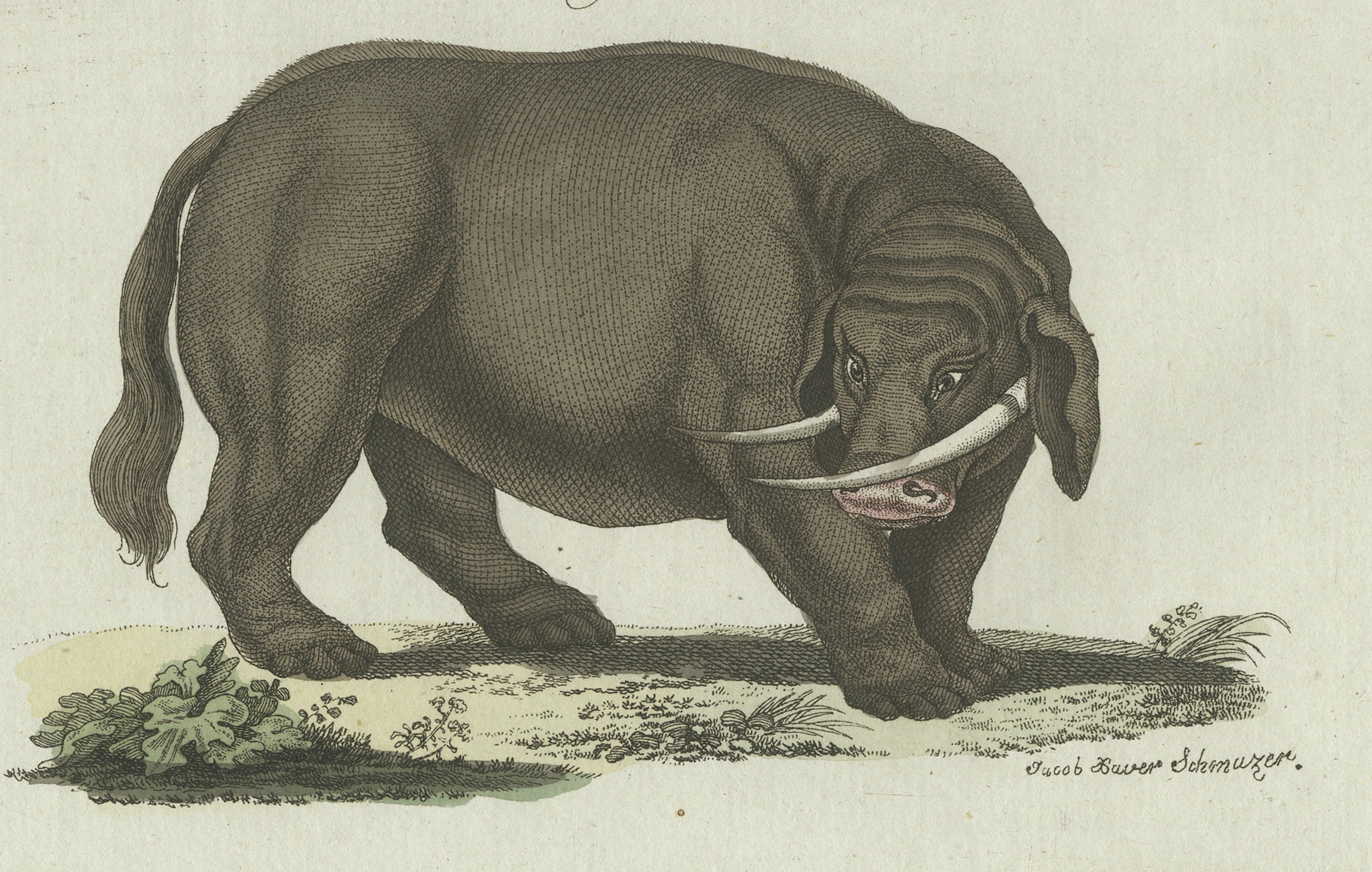 Original Antique Print of Elephant and Mysterious Sukotyro by Bertuch, c. 1800