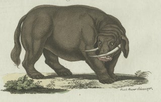 Original Antique Print of Elephant and Mysterious Sukotyro by Bertuch, c. 1800, view 5