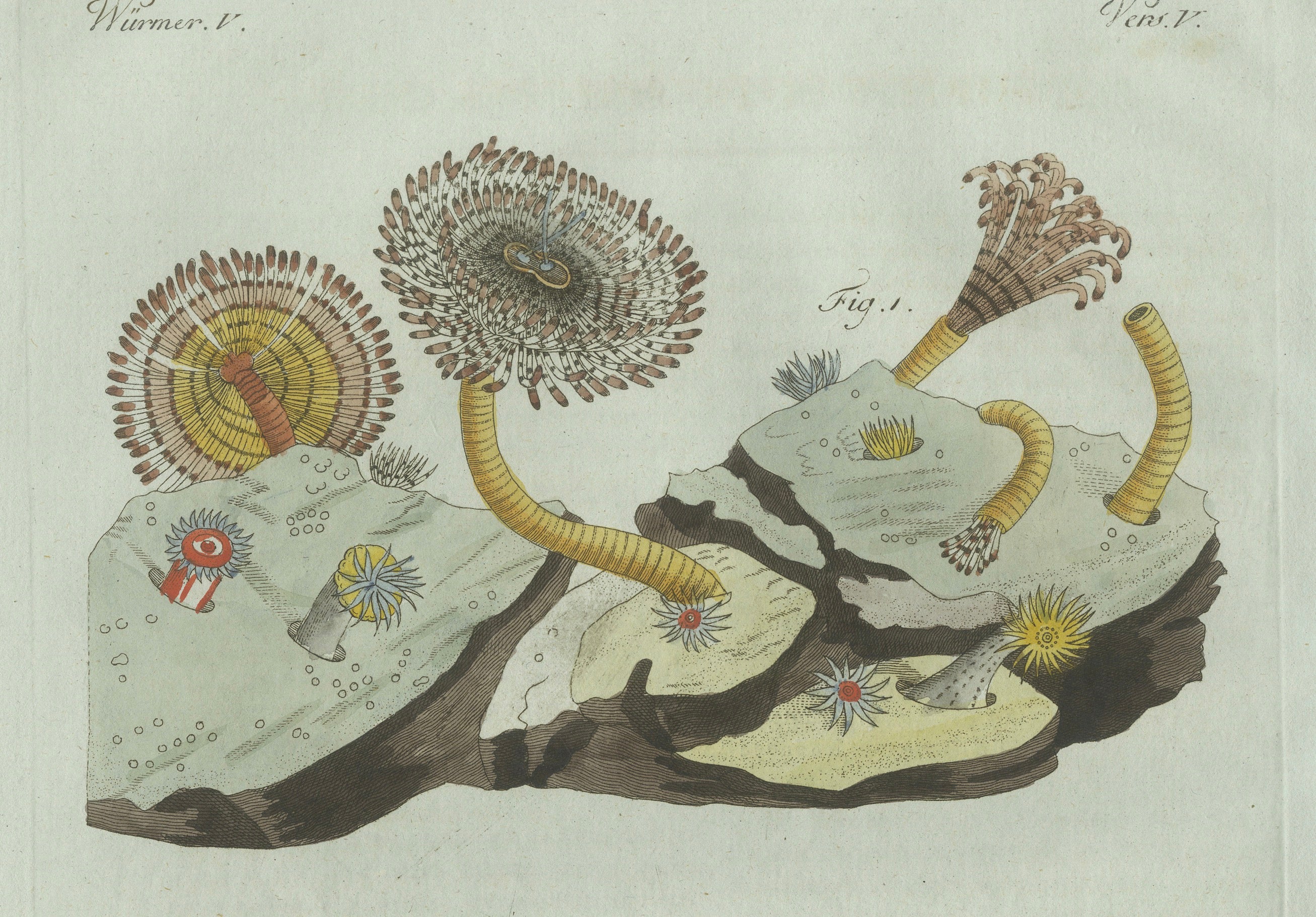 Original Antique Print of Marine Worms and Polyps by Bertuch, 1805