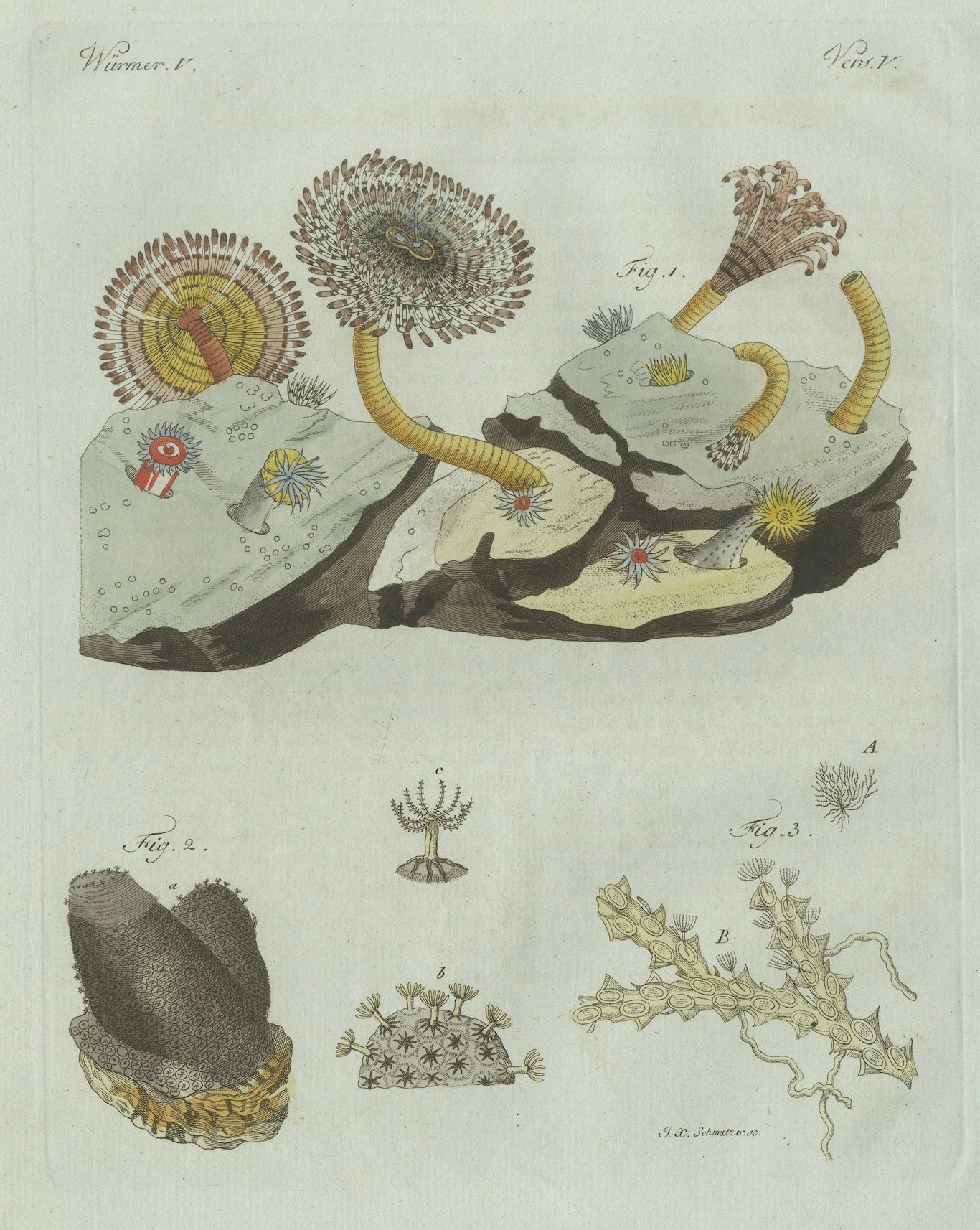 Original Antique Print of Marine Worms and Polyps by Bertuch, 1805