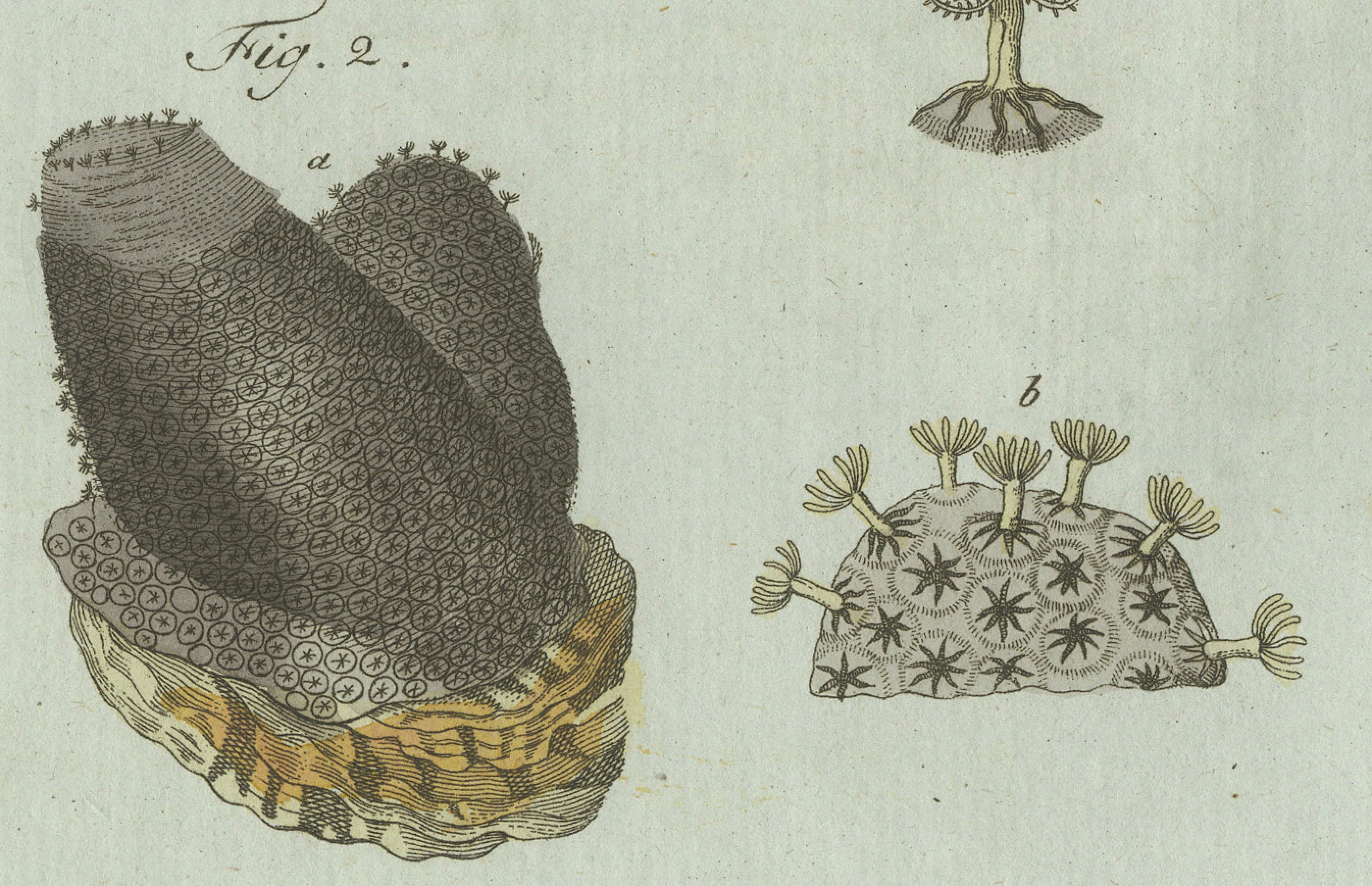 Original Antique Print of Marine Worms and Polyps by Bertuch, 1805