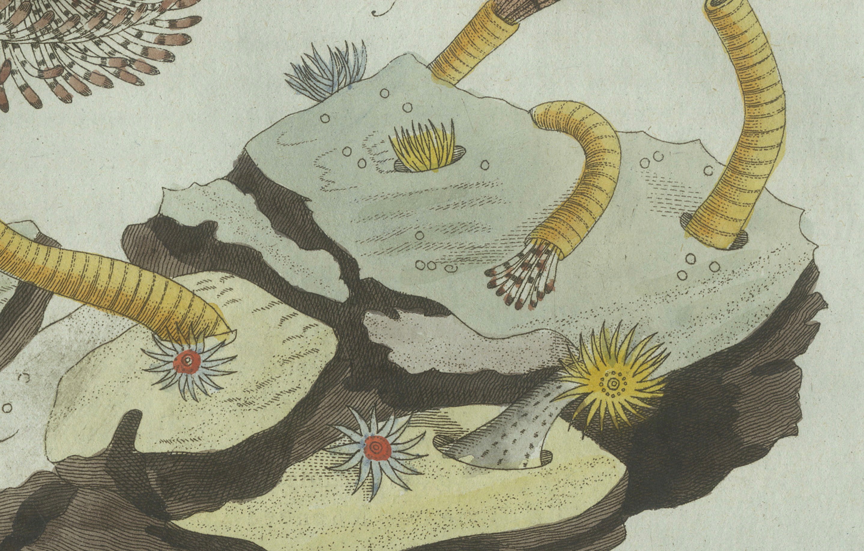 Original Antique Print of Marine Worms and Polyps by Bertuch, 1805