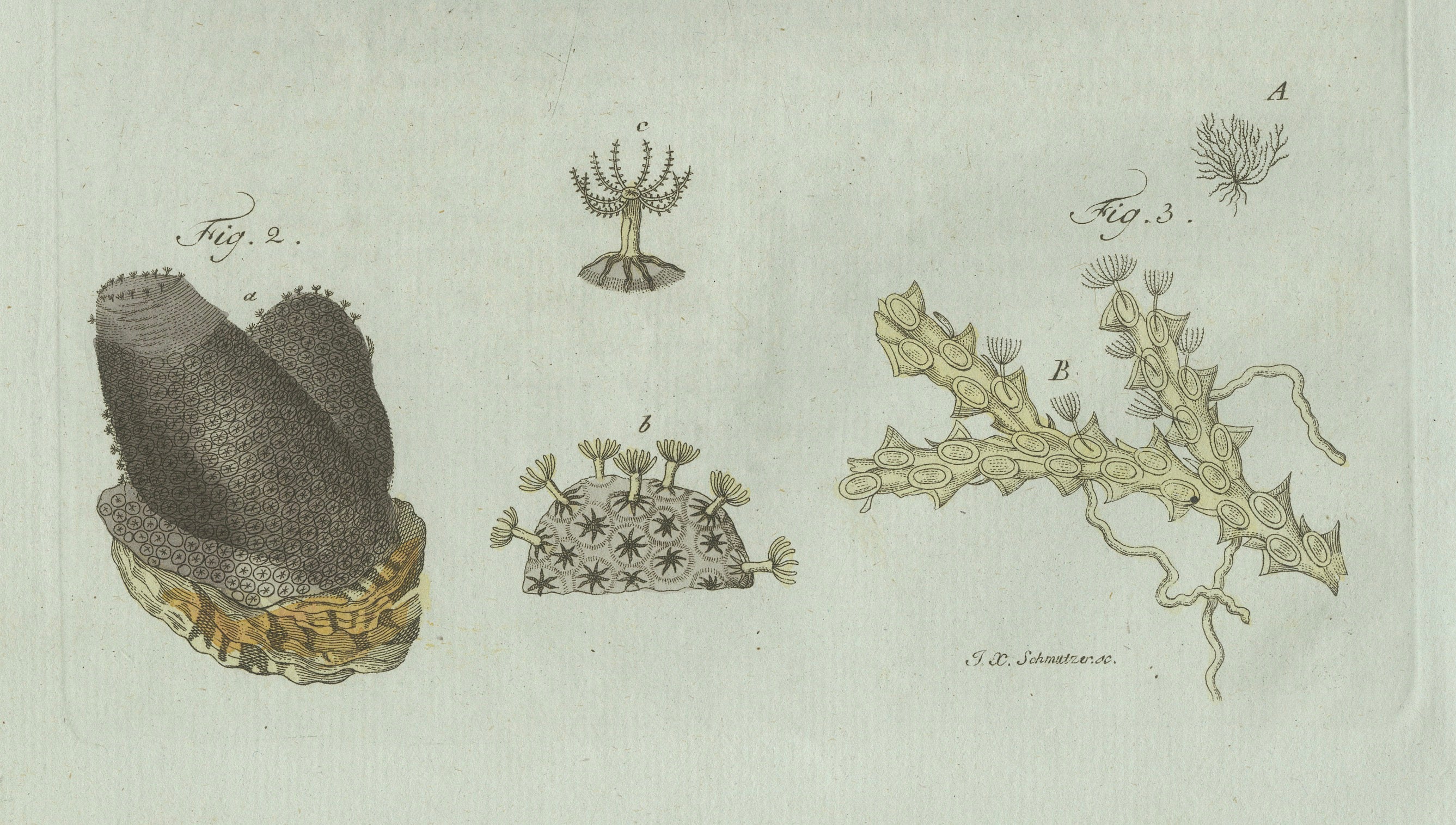 Original Antique Print of Marine Worms and Polyps by Bertuch, 1805