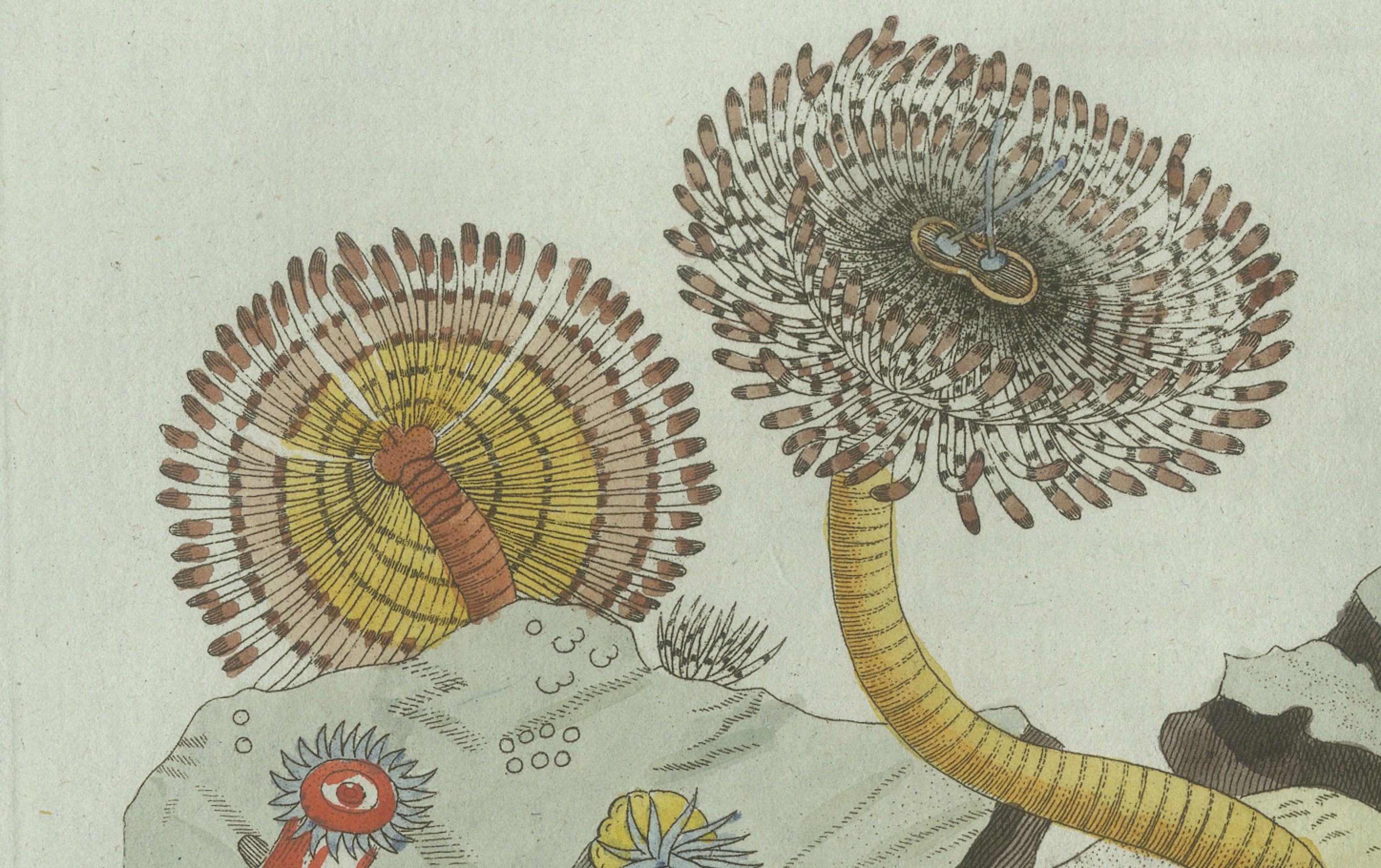 Original Antique Print of Marine Worms and Polyps by Bertuch, 1805