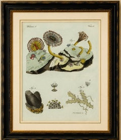Original Antique Print of Marine Worms and Polyps by Bertuch, 1805