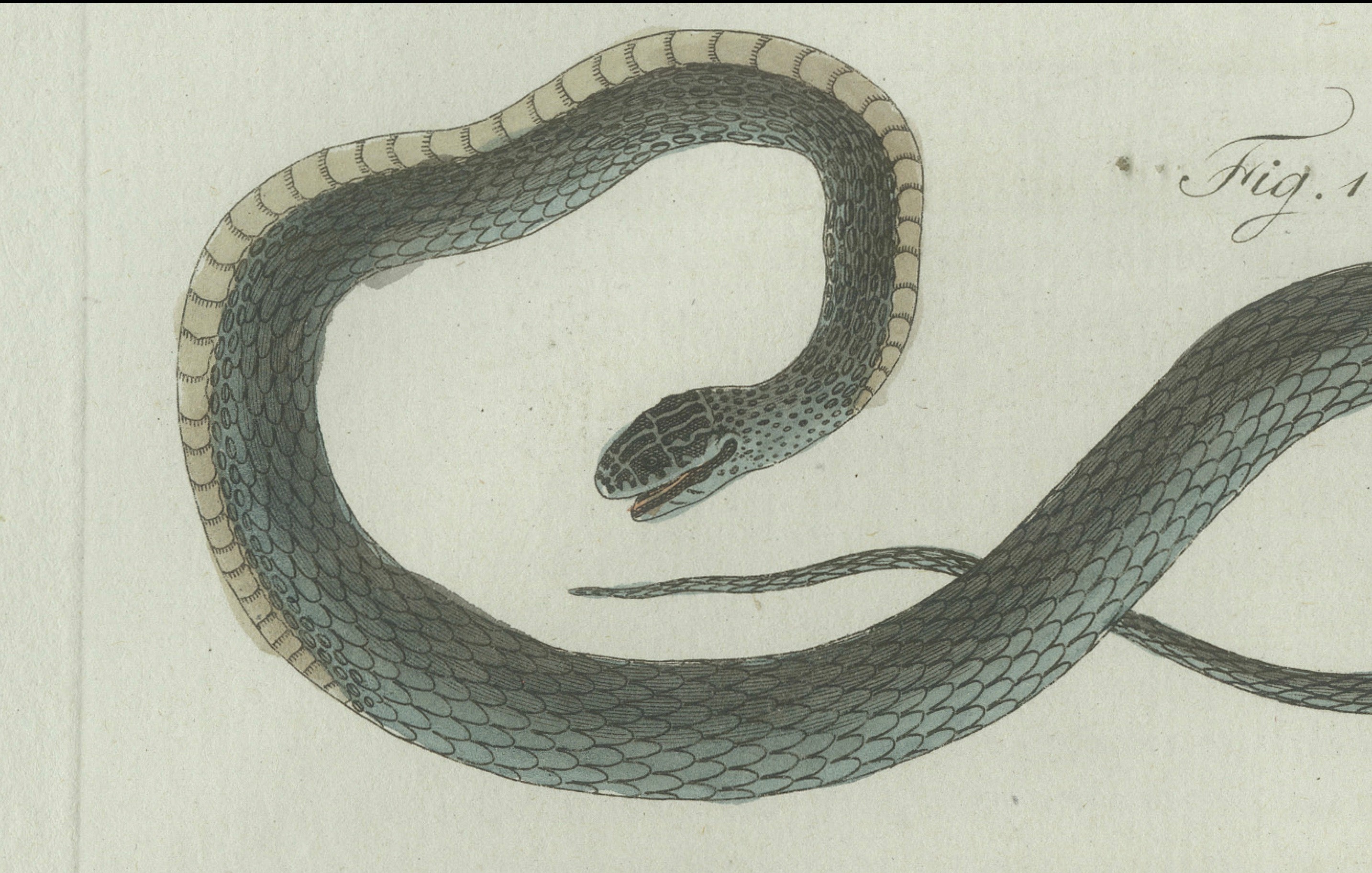 Original Antique Print of Three European Snakes by Bertuch, 1802