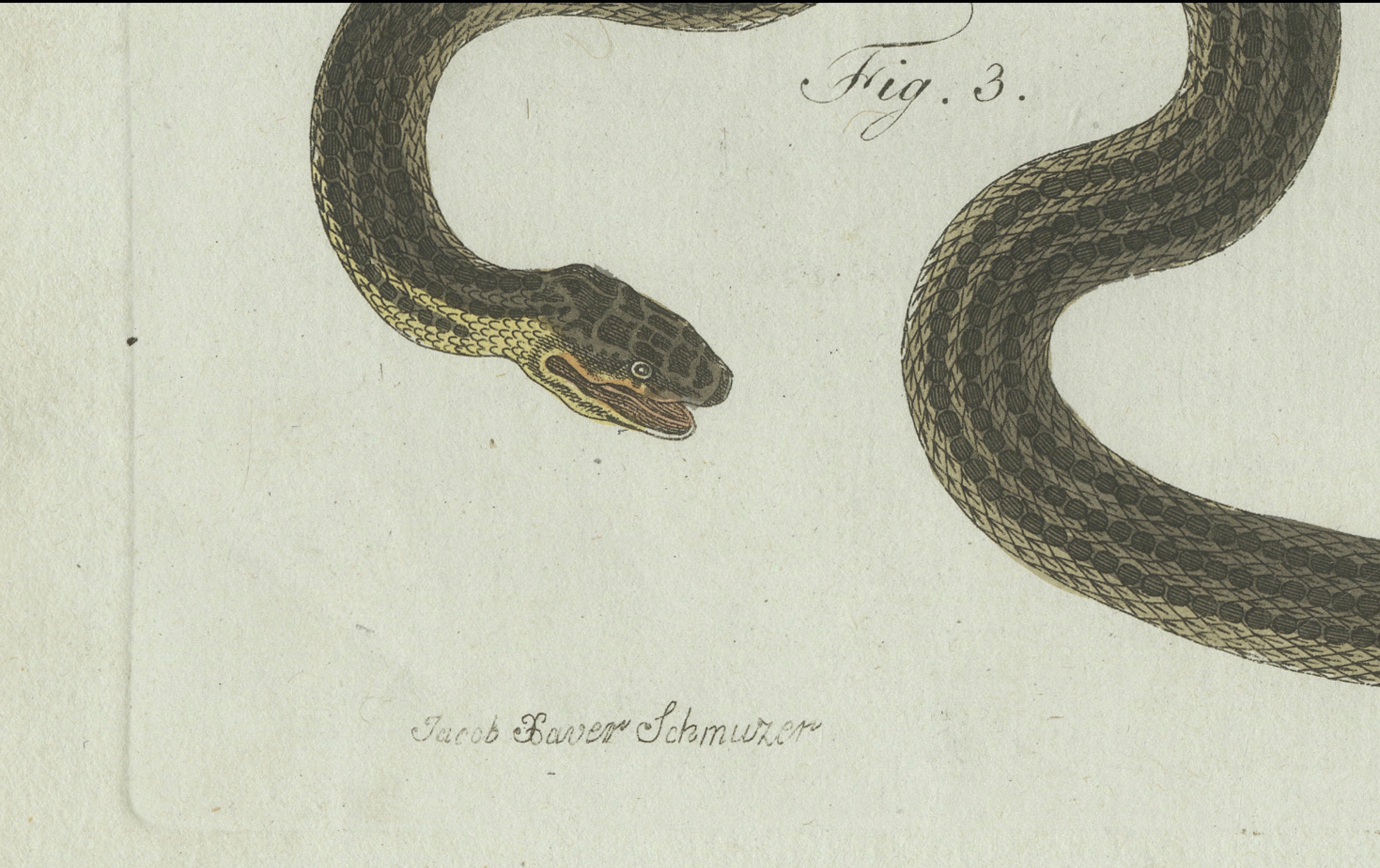 Original Antique Print of Three European Snakes by Bertuch, 1802