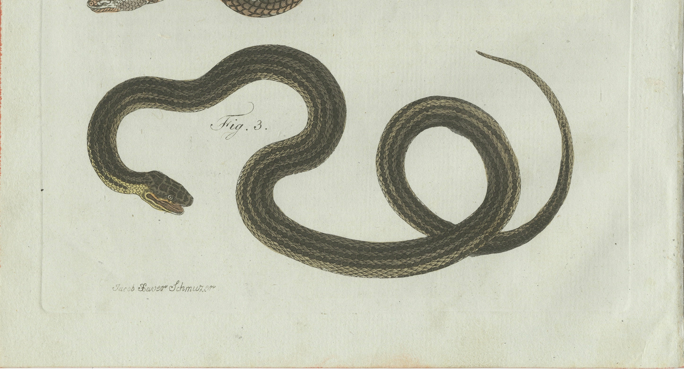 Original Antique Print of Three European Snakes by Bertuch, 1802