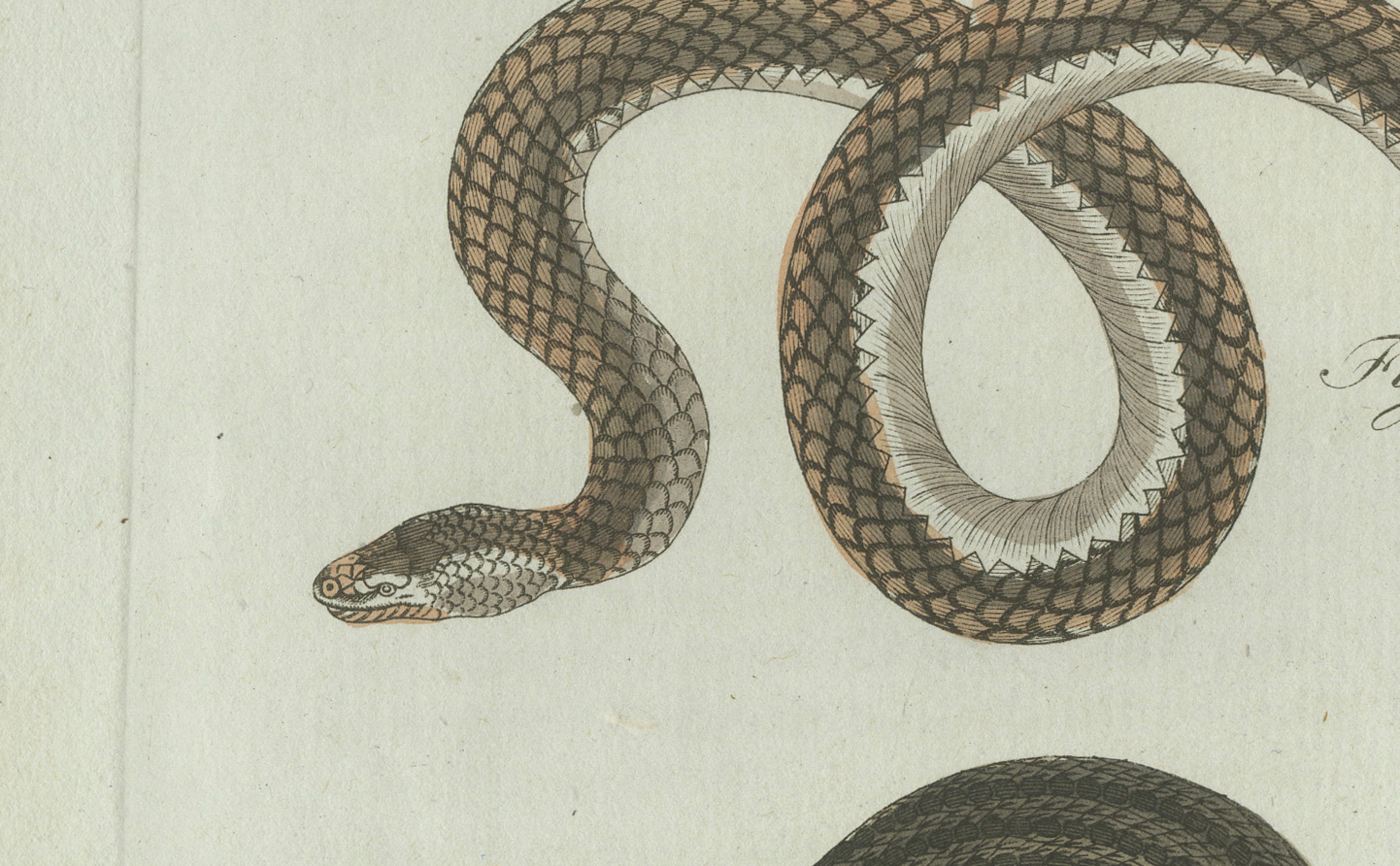 Original Antique Print of Three European Snakes by Bertuch, 1802