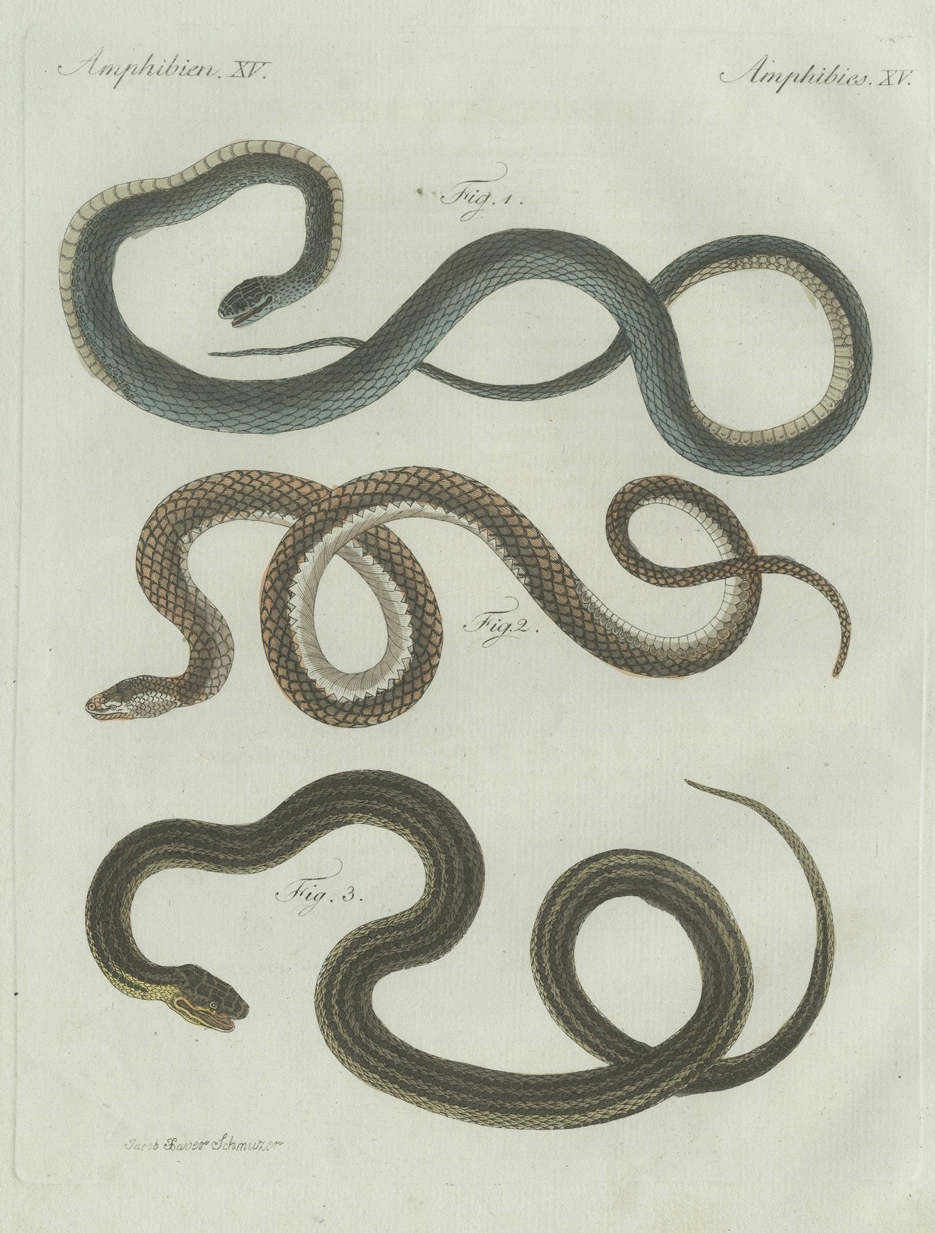 Original Antique Print of Three European Snakes by Bertuch, 1802