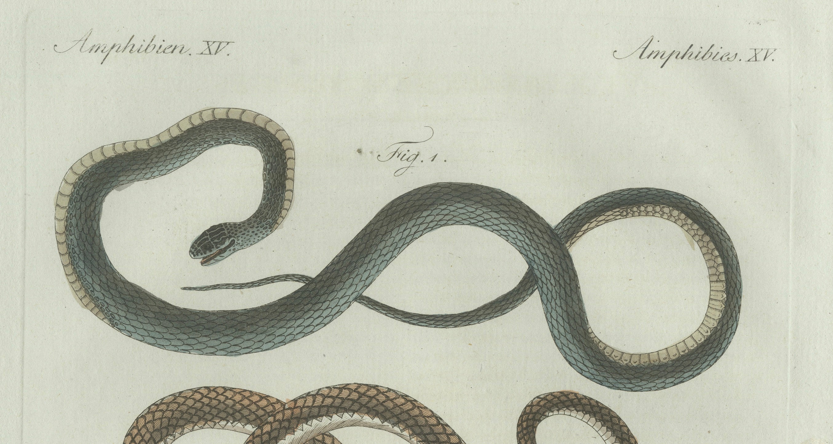 Original Antique Print of Three European Snakes by Bertuch, 1802