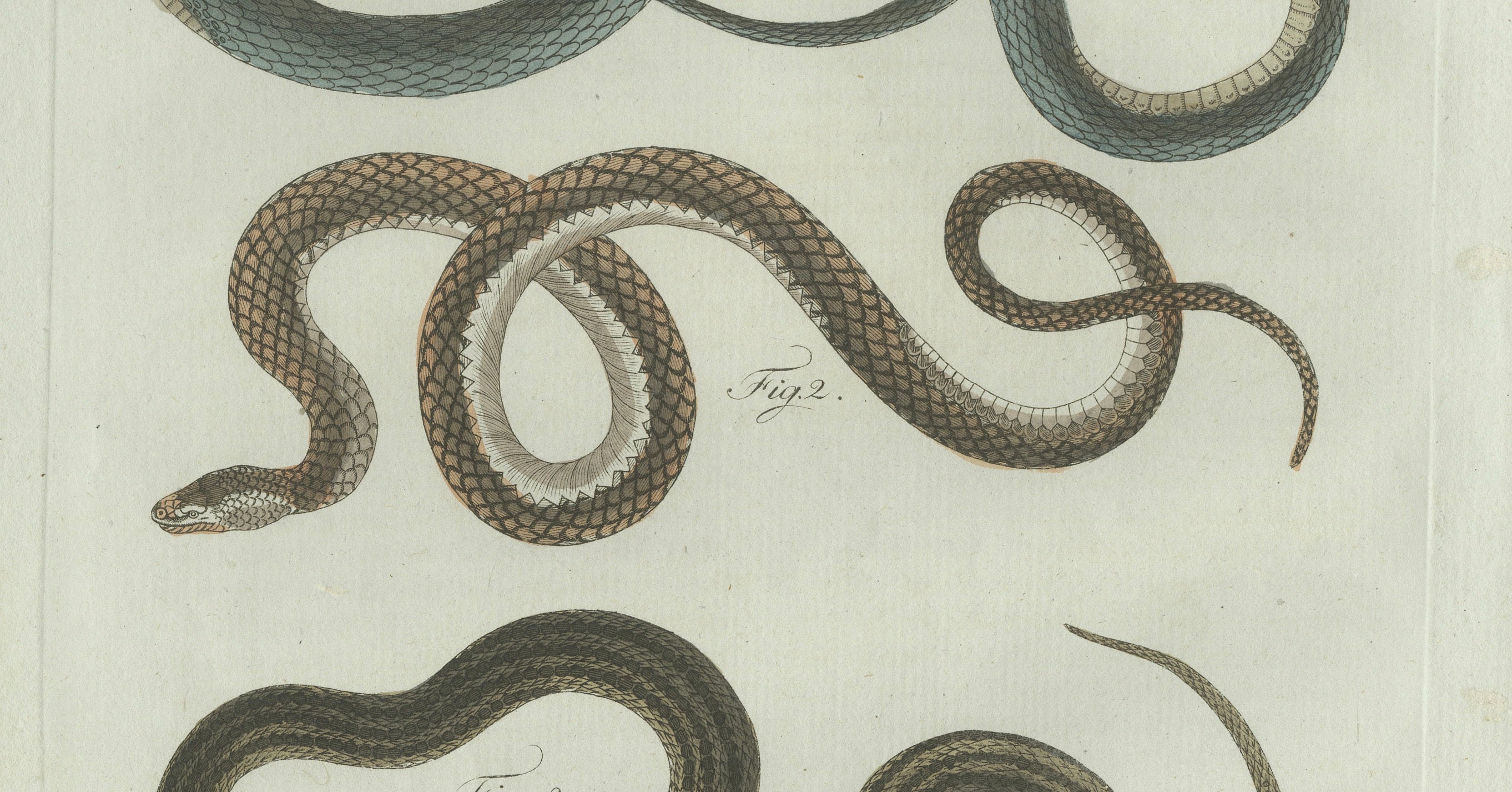 Original Antique Print of Three European Snakes by Bertuch, 1802