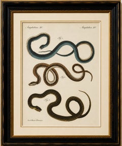 Original Antique Print of Three European Snakes by Bertuch, 1802