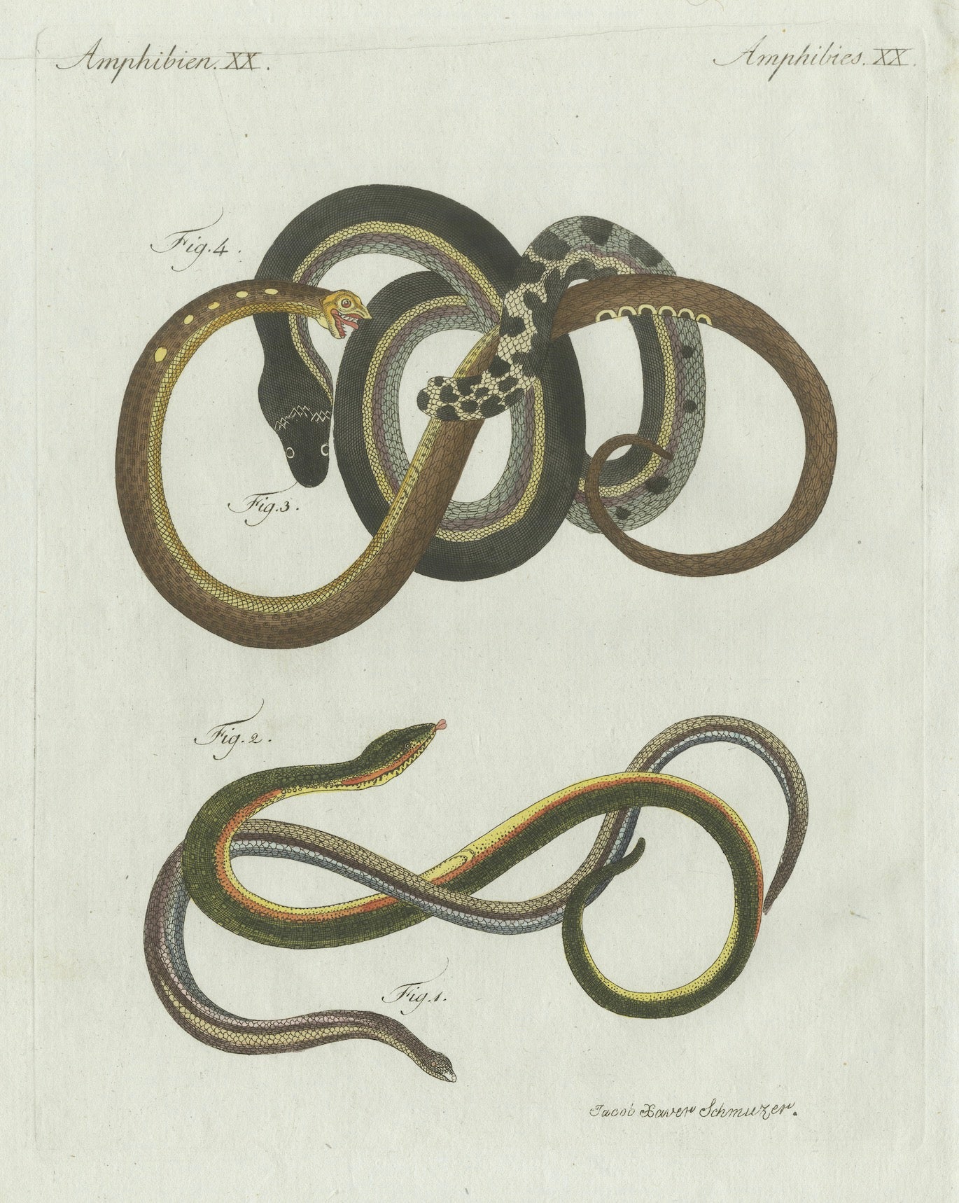 Original Antique Print of Four Slow Worms and Legless Lizards by Bertuch, 1802