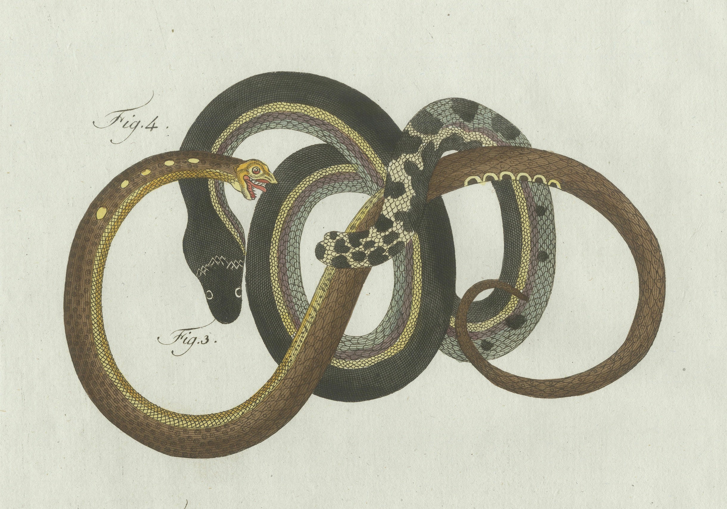 Original Antique Print of Four Slow Worms and Legless Lizards by Bertuch, 1802