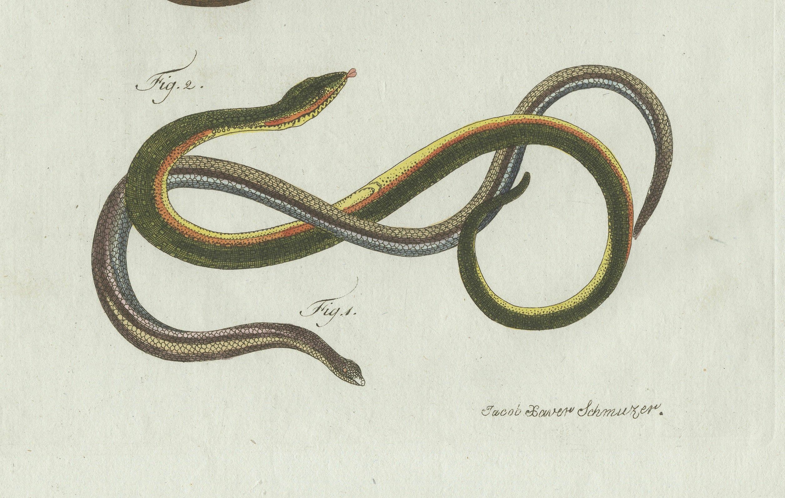 Original Antique Print of Four Slow Worms and Legless Lizards by Bertuch, 1802