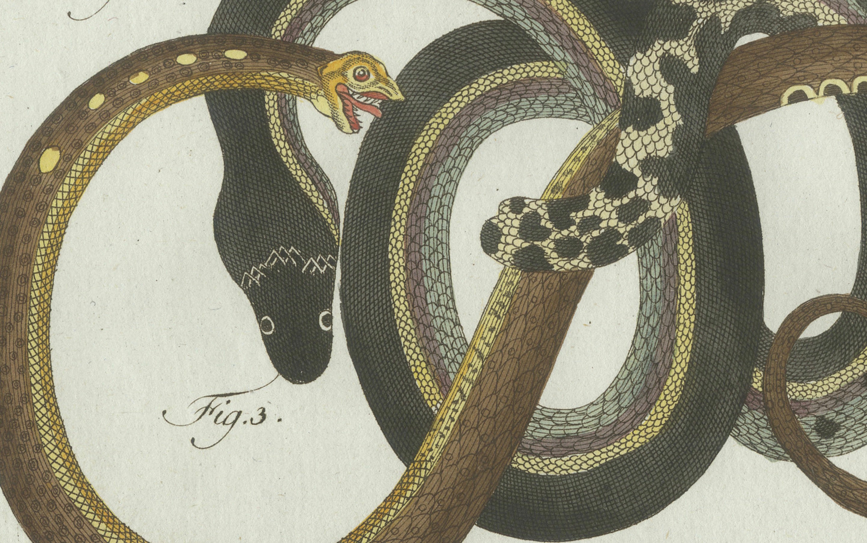 Original Antique Print of Four Slow Worms and Legless Lizards by Bertuch, 1802