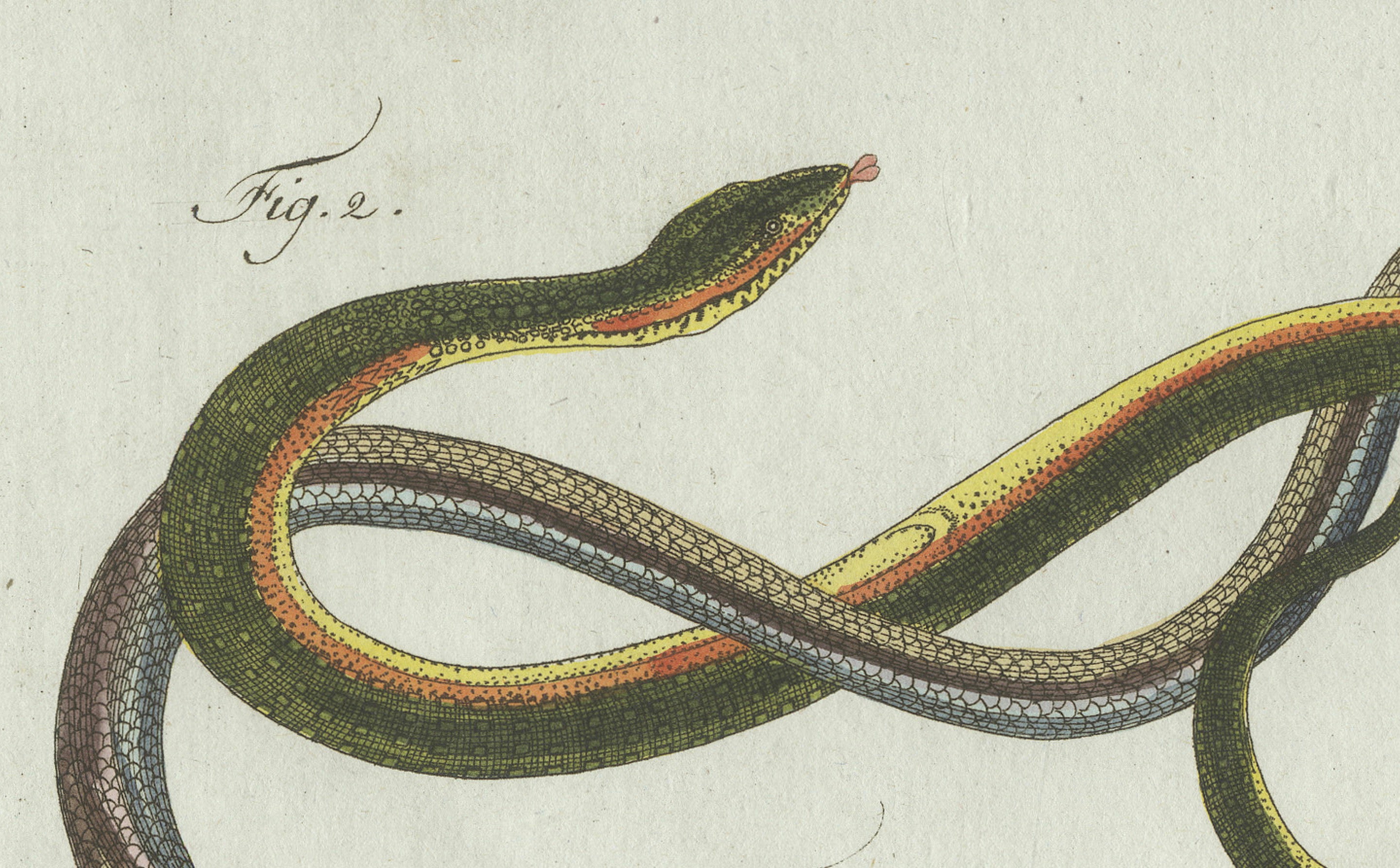 Original Antique Print of Four Slow Worms and Legless Lizards by Bertuch, 1802