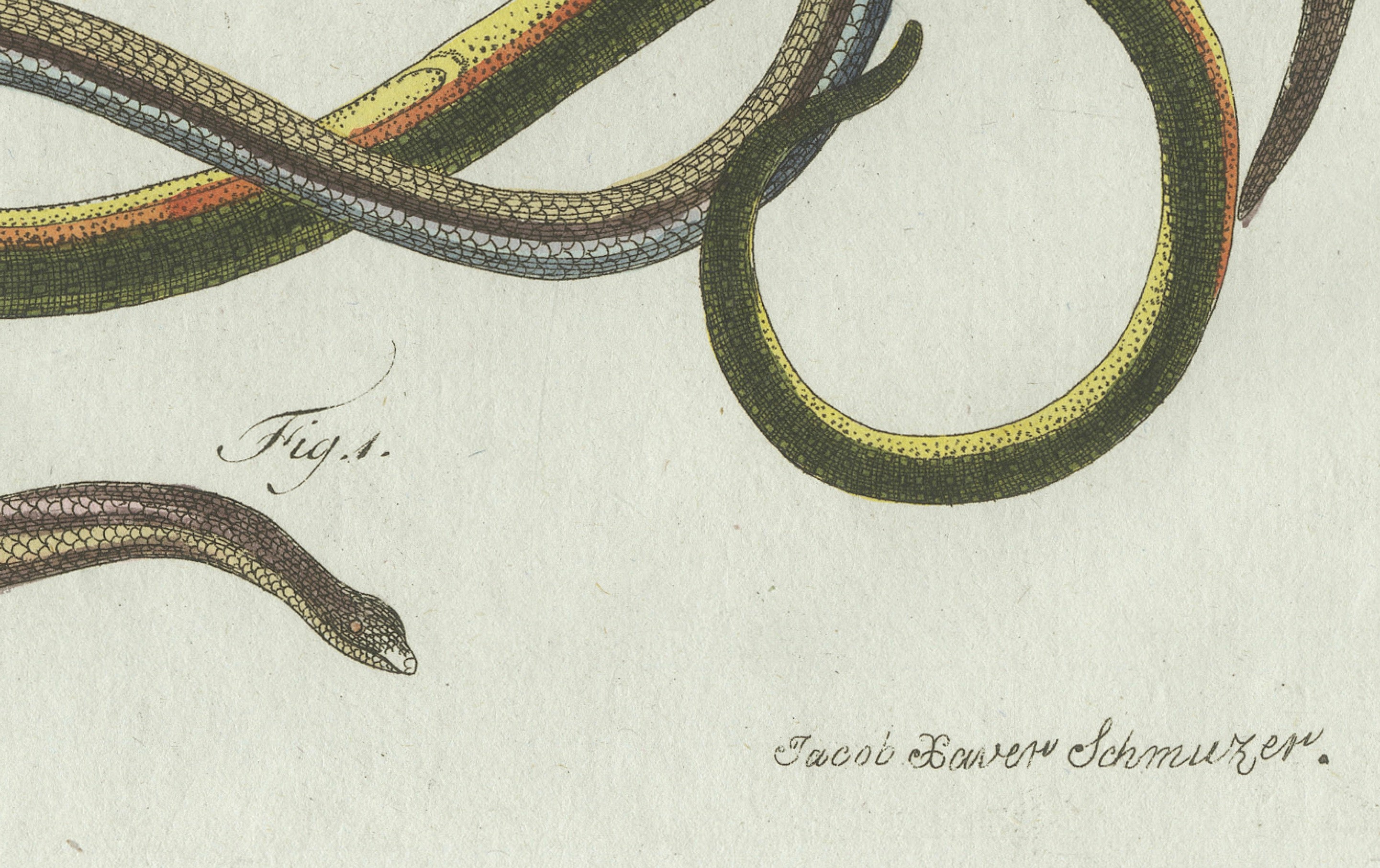 Original Antique Print of Four Slow Worms and Legless Lizards by Bertuch, 1802