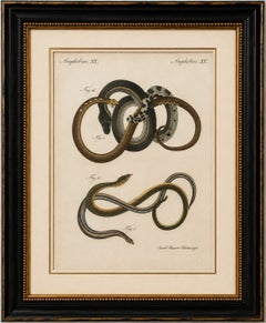 Original Antique Print of Four Slow Worms and Legless Lizards by Bertuch, 1802