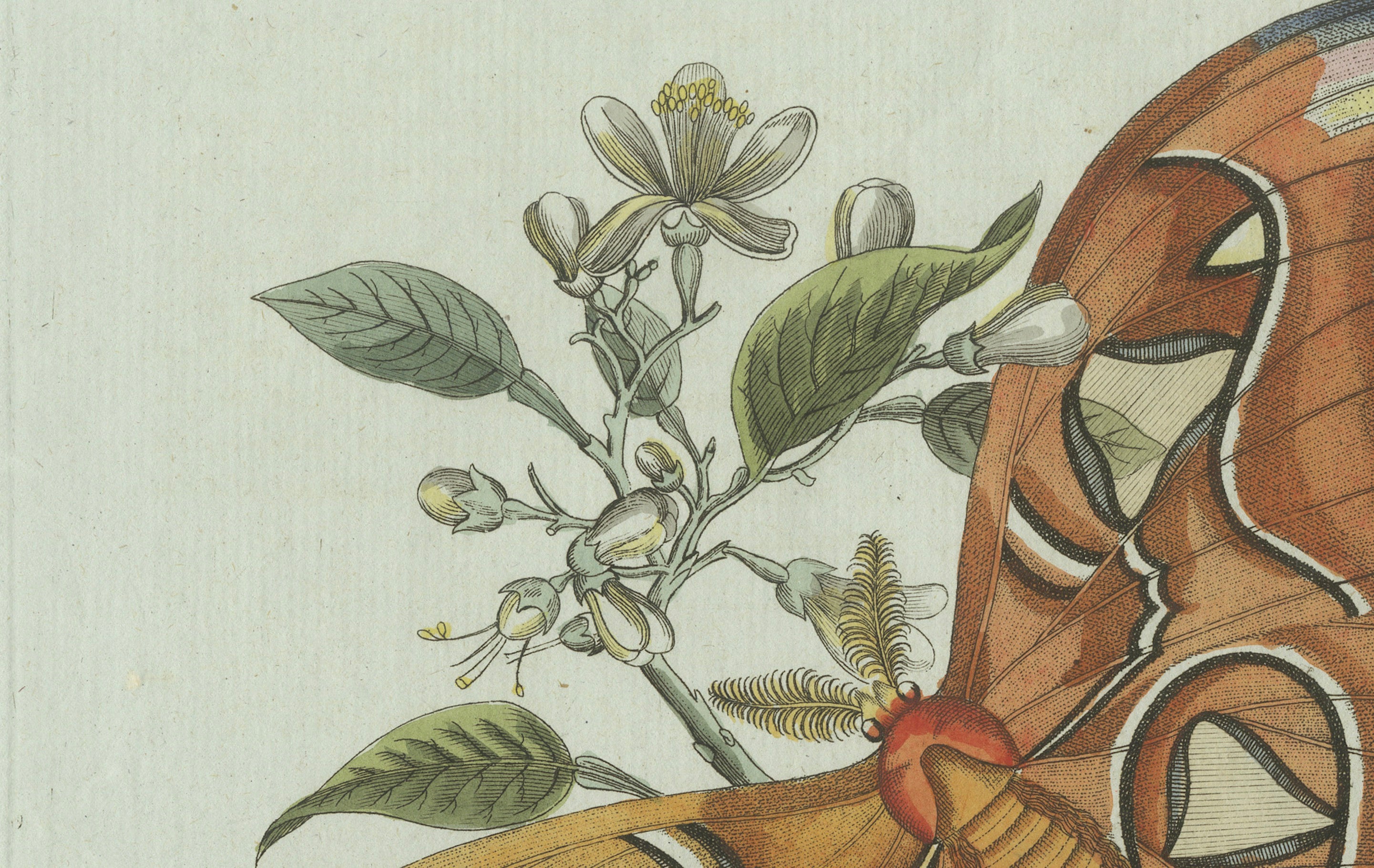Original Antique Print of an Atlas Moth by Bertuch, circa 1800