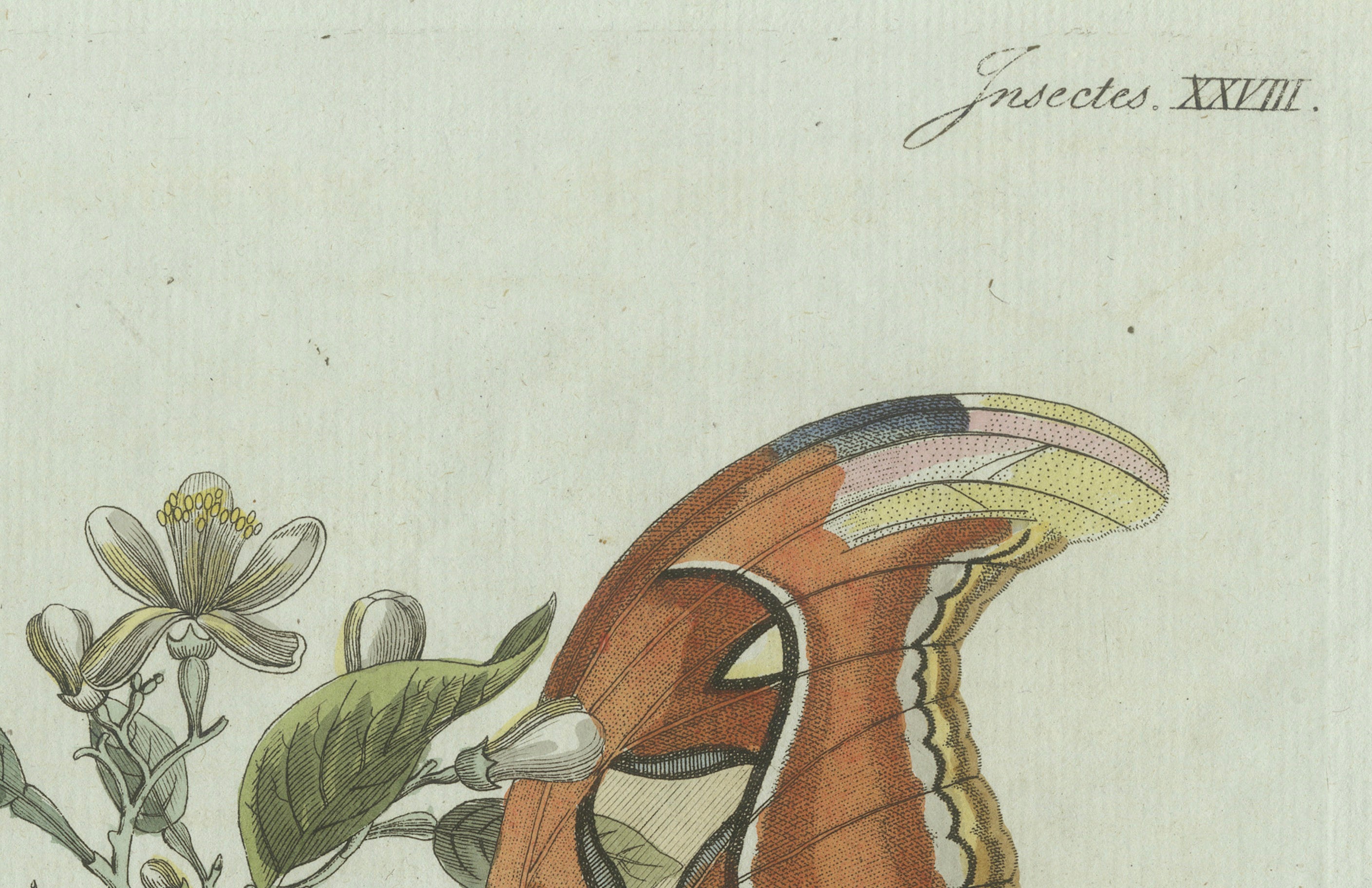 Original Antique Print of an Atlas Moth by Bertuch, circa 1800