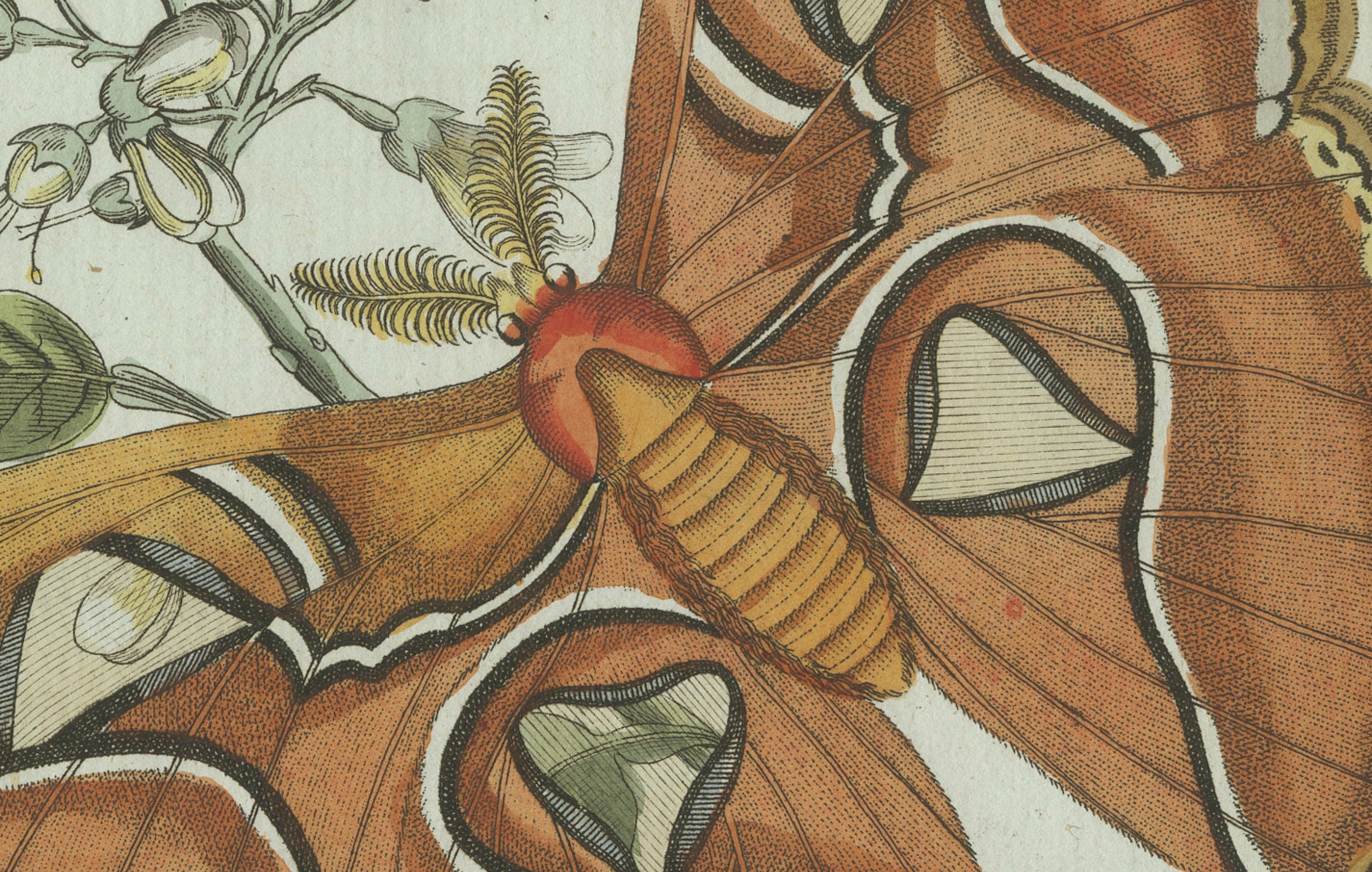 Original Antique Print of an Atlas Moth by Bertuch, circa 1800