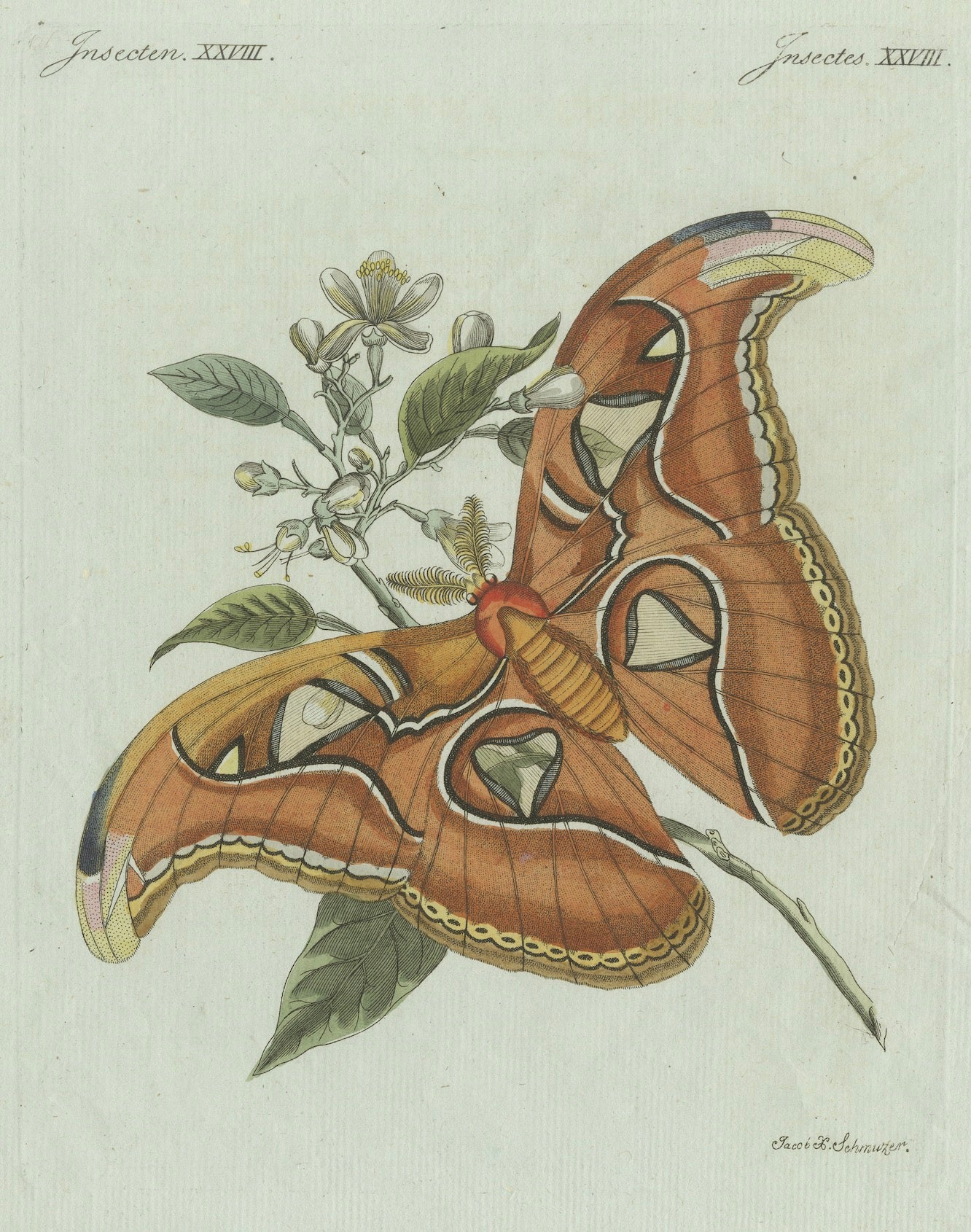 Original Antique Print of an Atlas Moth by Bertuch, circa 1800