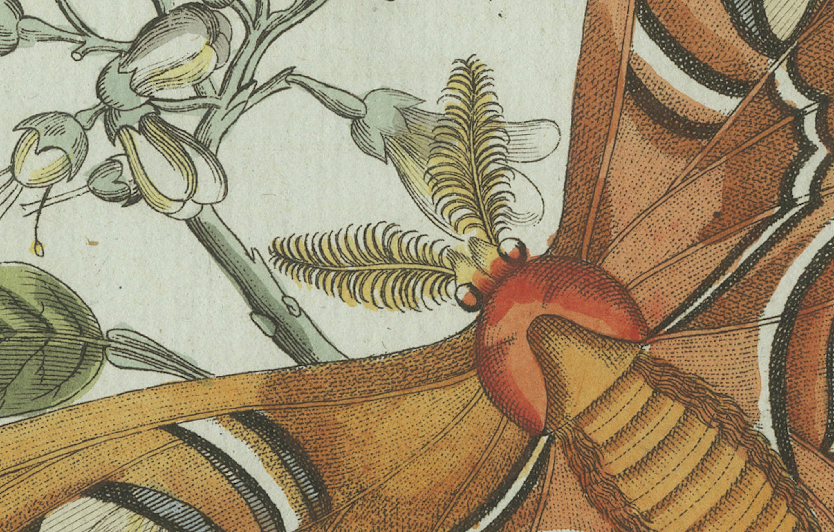 Original Antique Print of an Atlas Moth by Bertuch, circa 1800