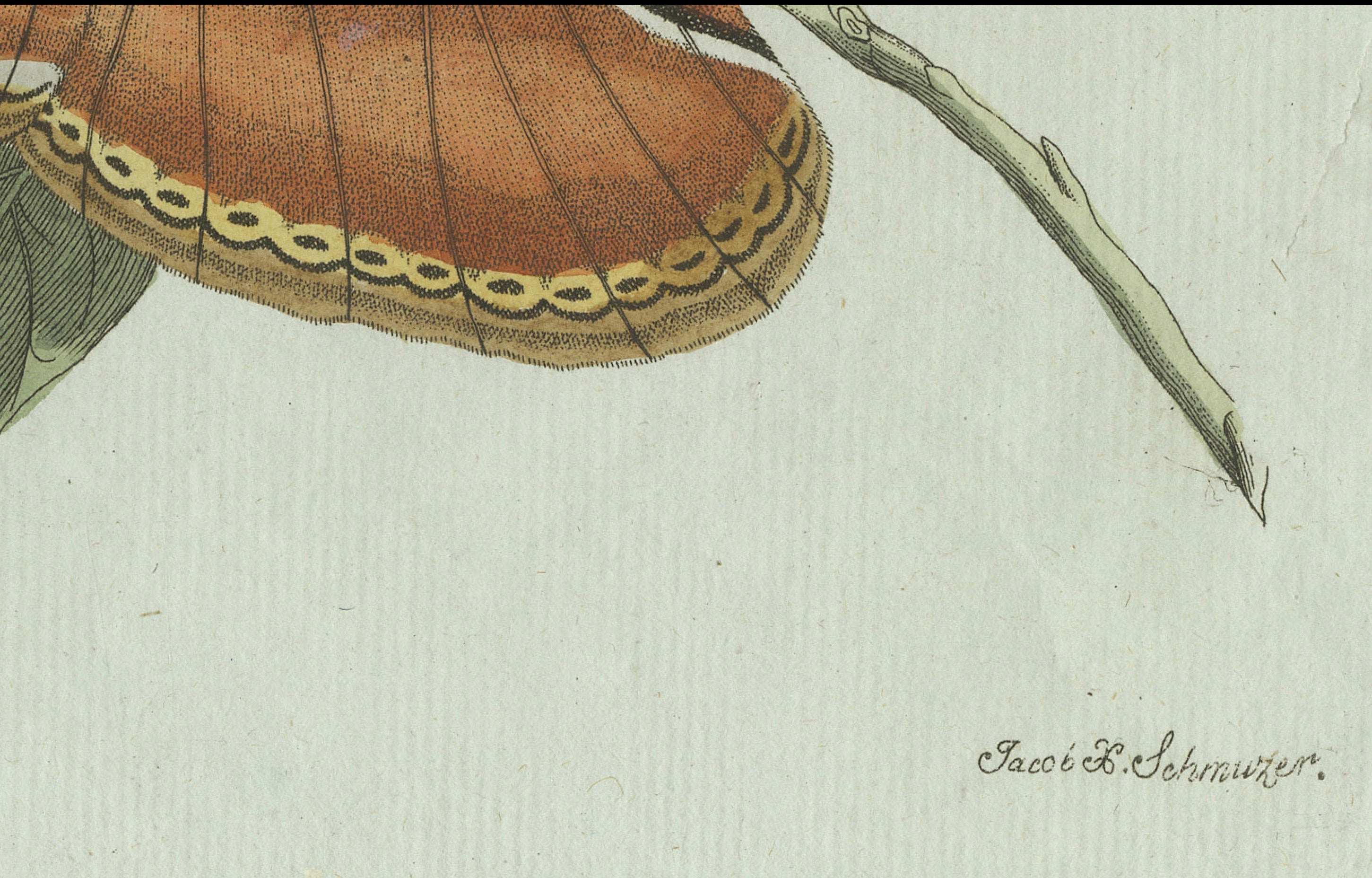 Original Antique Print of an Atlas Moth by Bertuch, circa 1800