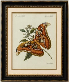Gravure ancienne originale représentant un papillon de la famille des Atlas, par Bertuch, vers 1800