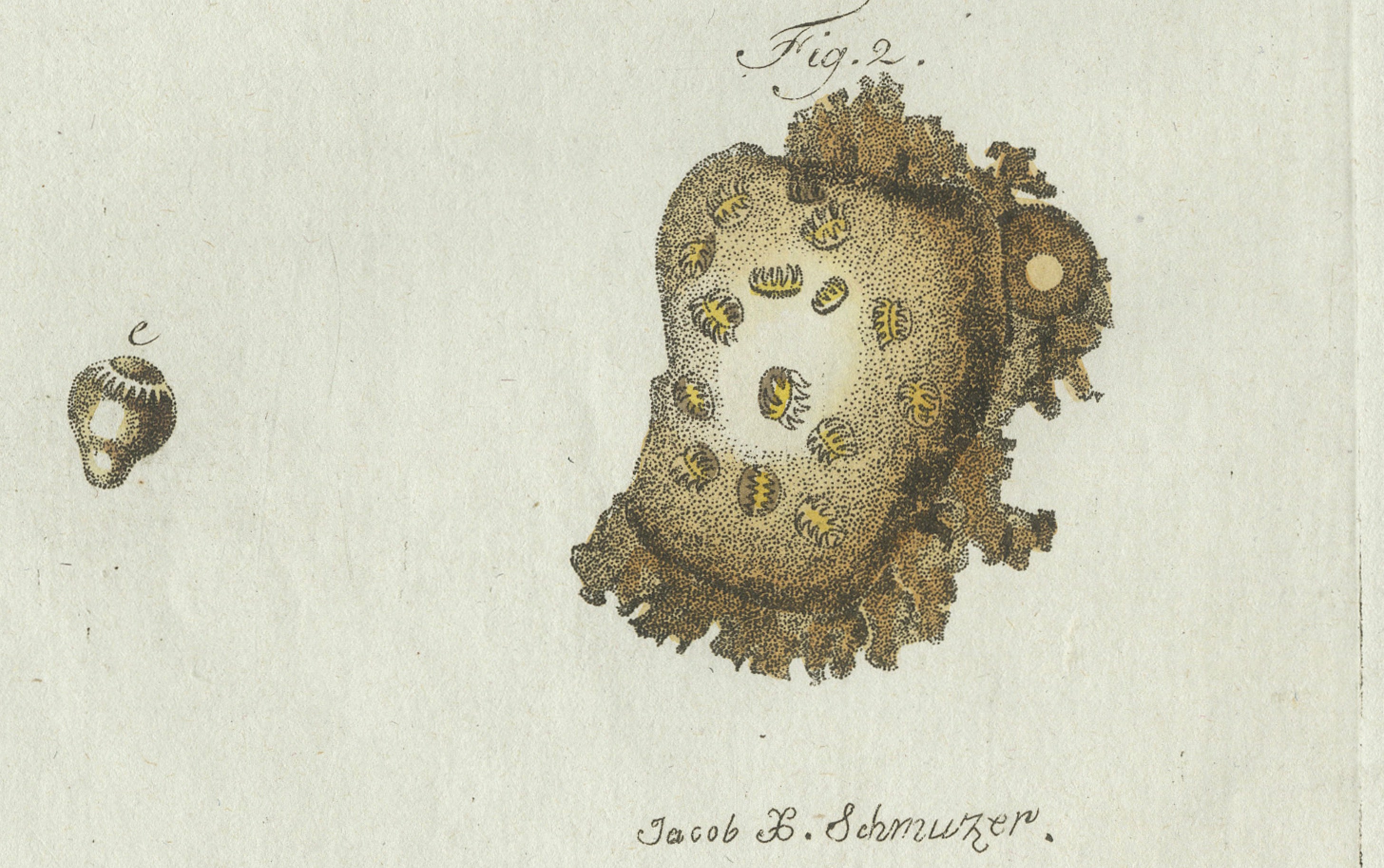 Original Antique Print of Tapeworm and Parasites by Bertuch, circa 1800