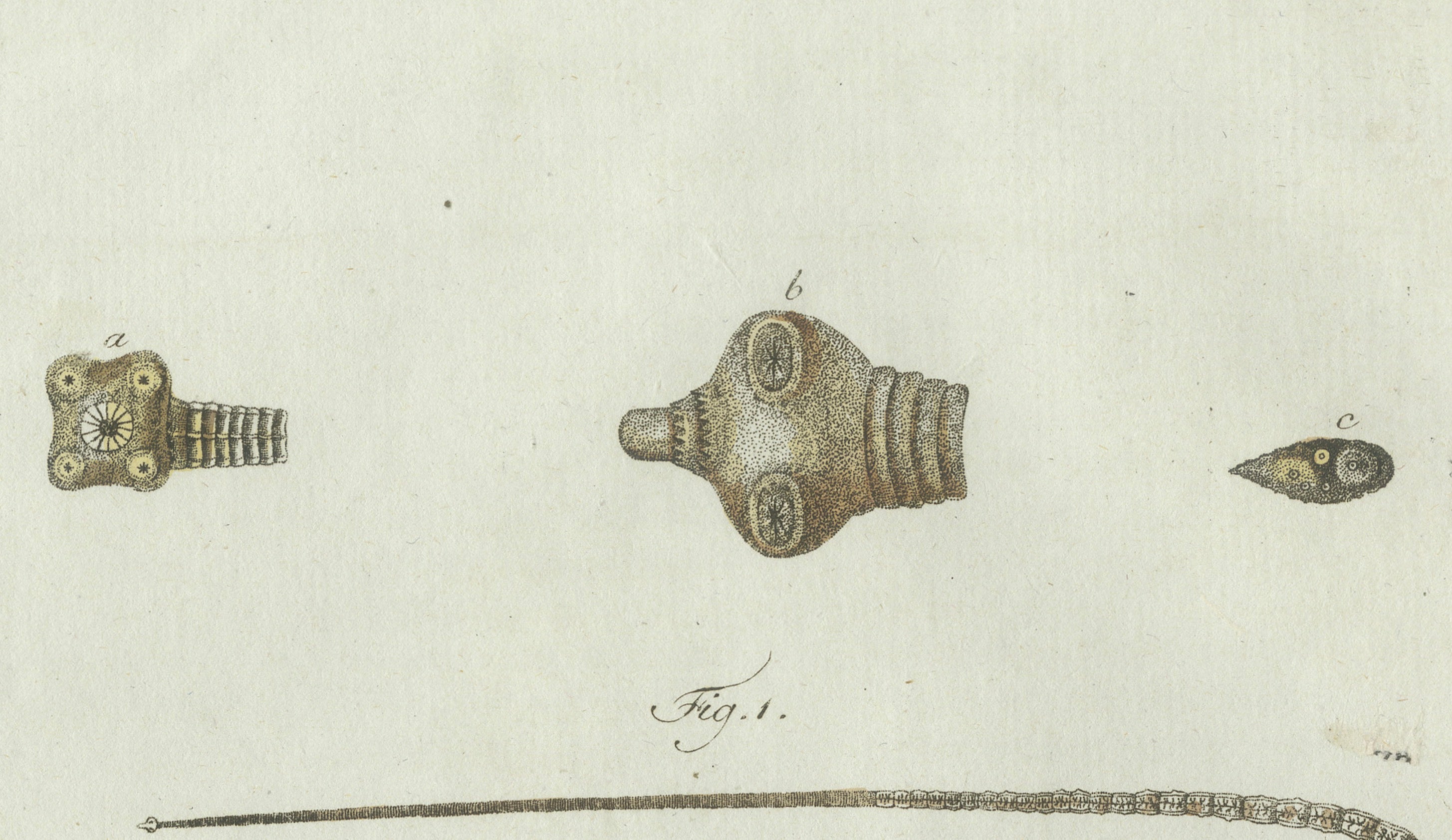Original Antique Print of Tapeworm and Parasites by Bertuch, circa 1800