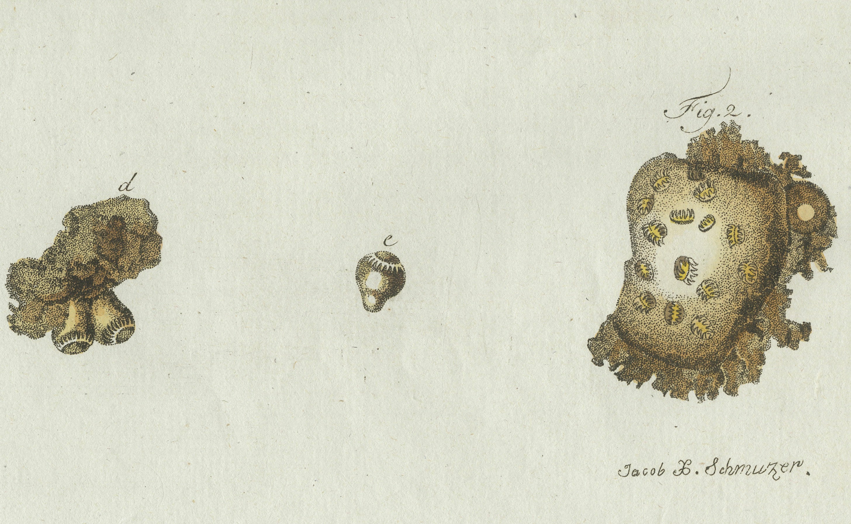 Original Antique Print of Tapeworm and Parasites by Bertuch, circa 1800
