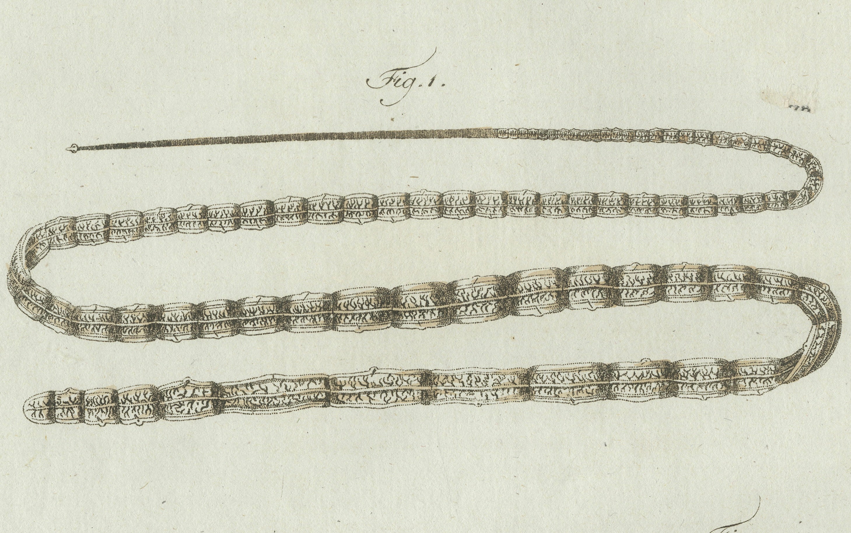 Original Antique Print of Tapeworm and Parasites by Bertuch, circa 1800