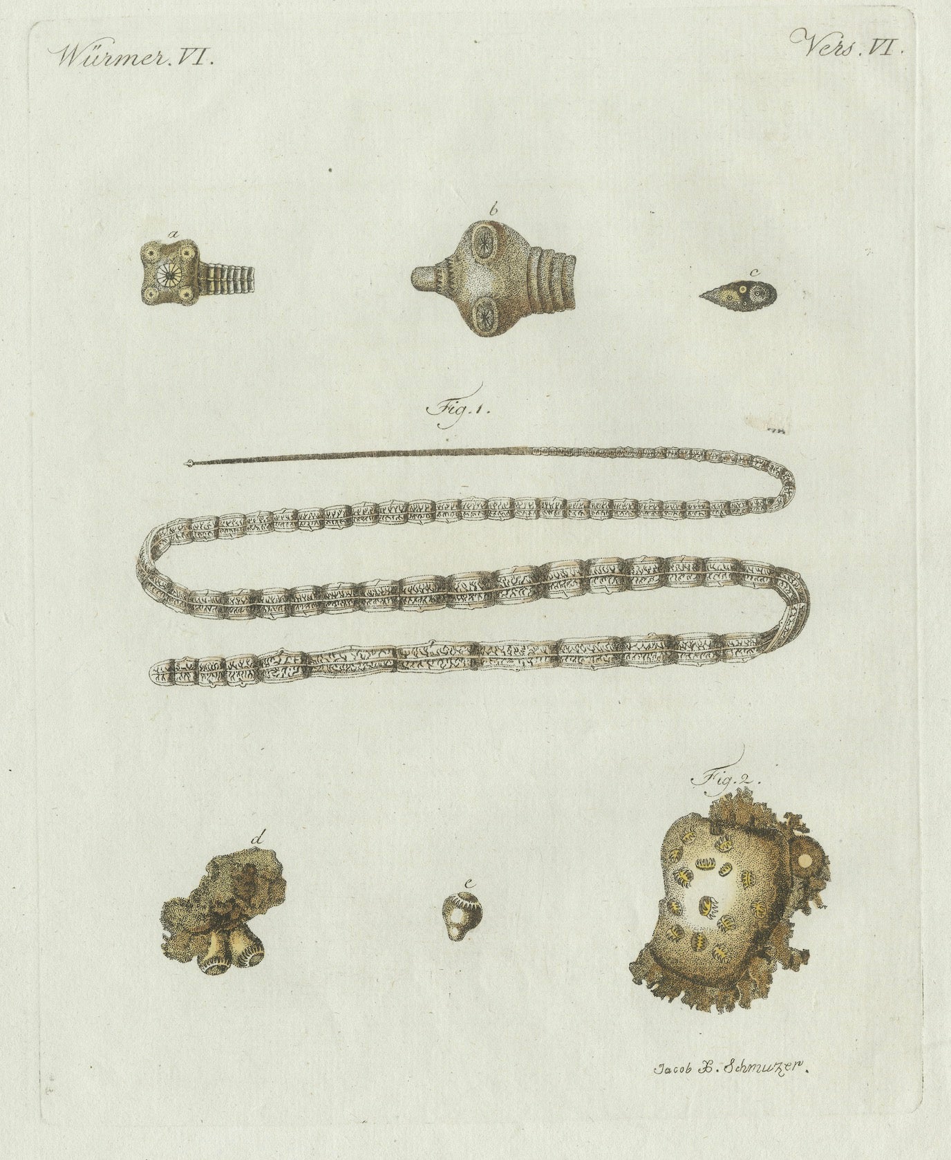 Original Antique Print of Tapeworm and Parasites by Bertuch, circa 1800