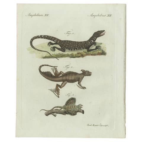Original Antique Print of Exotic Lizards and Flying Dragon by Bertuch, c. 1800