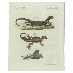 Original Antique Print of Exotic Lizards and Flying Dragon by Bertuch, c. 1800
