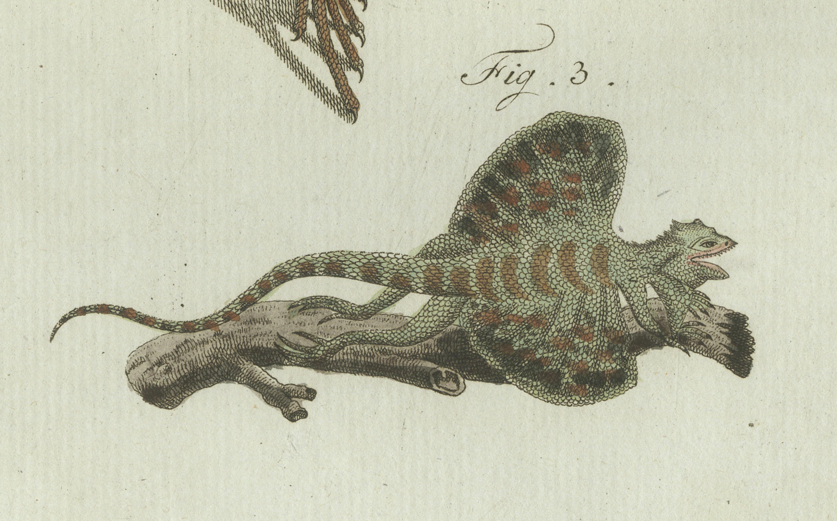 Original Antique Print of Exotic Lizards and Flying Dragon by Bertuch, c. 1800