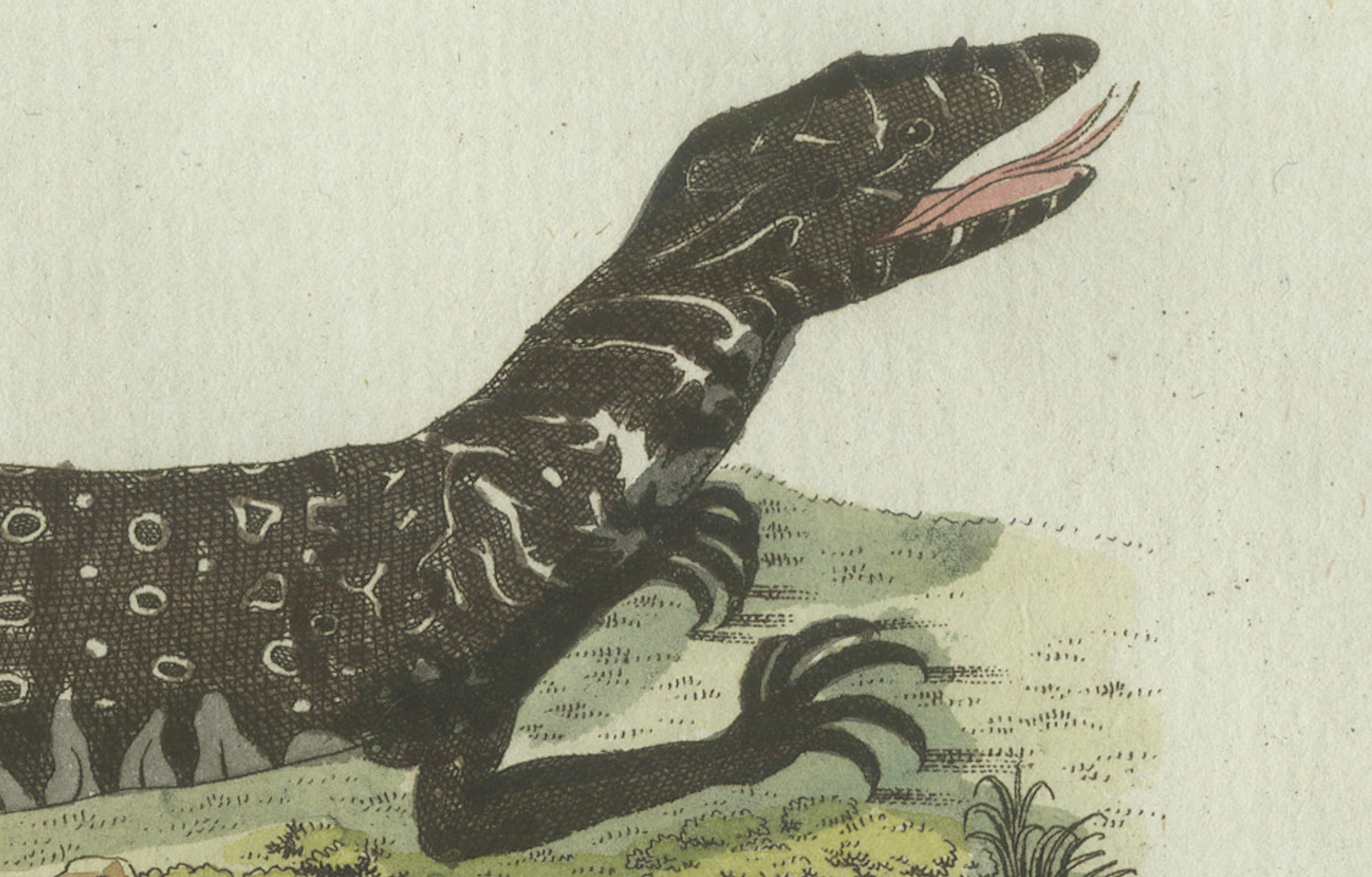 Original Antique Print of Exotic Lizards and Flying Dragon by Bertuch, c. 1800